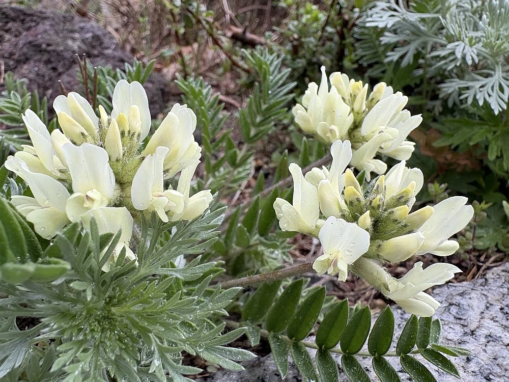 2025年5月 礼文島、その他の花｜栗コロッケ