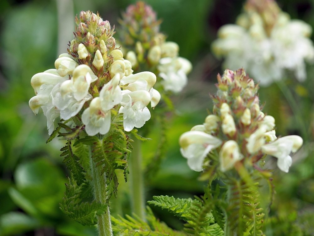 K20 礼文アツモリソウ K20 礼文アツモリソウ 礼文島にだけに咲く「レブンアツモリソウ」の