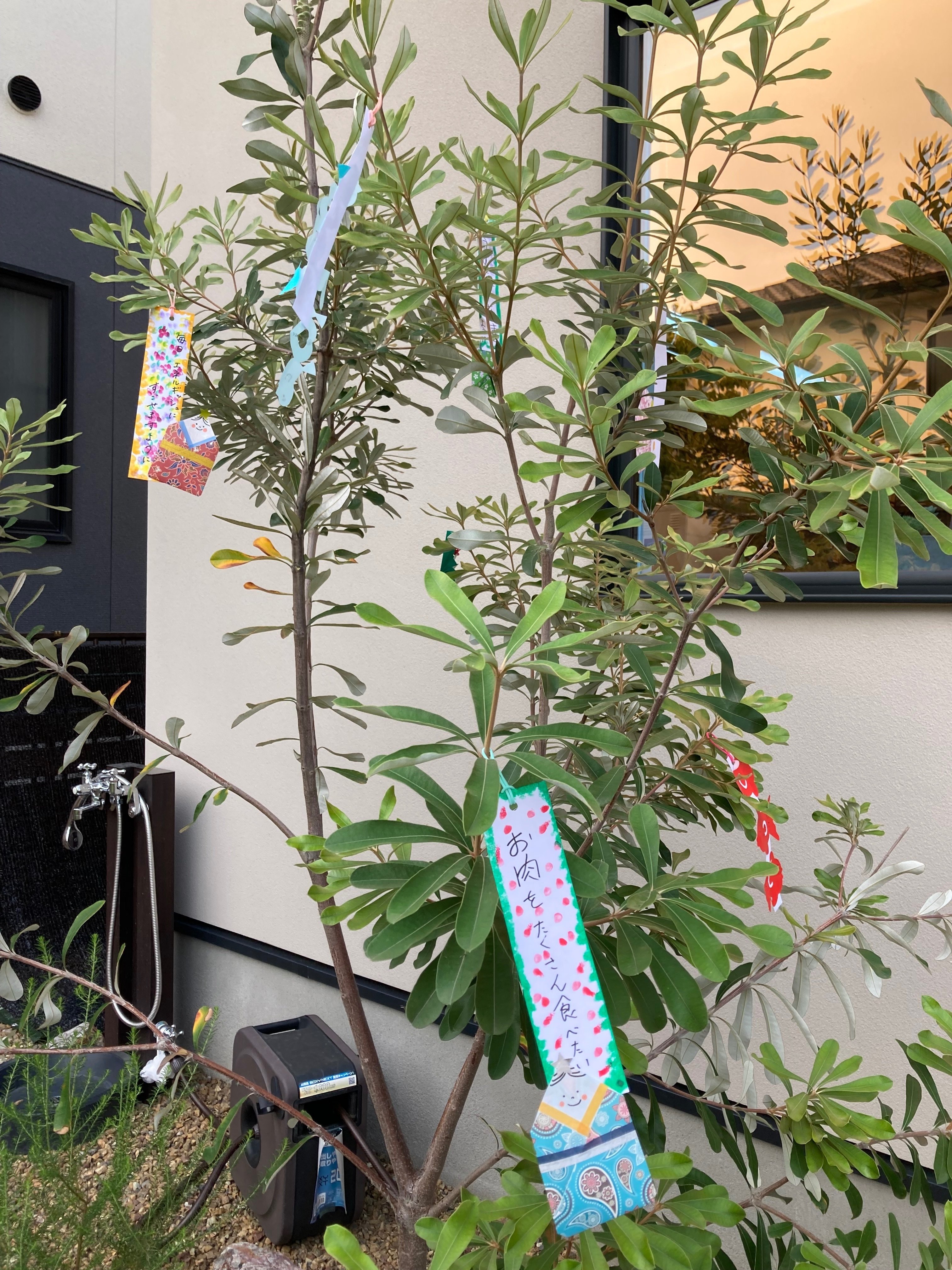 バンクシア　コーストバンクシア　2 園芸ネット本店｜バンクシア：コーストバンクシア 7号 の通販【公式】