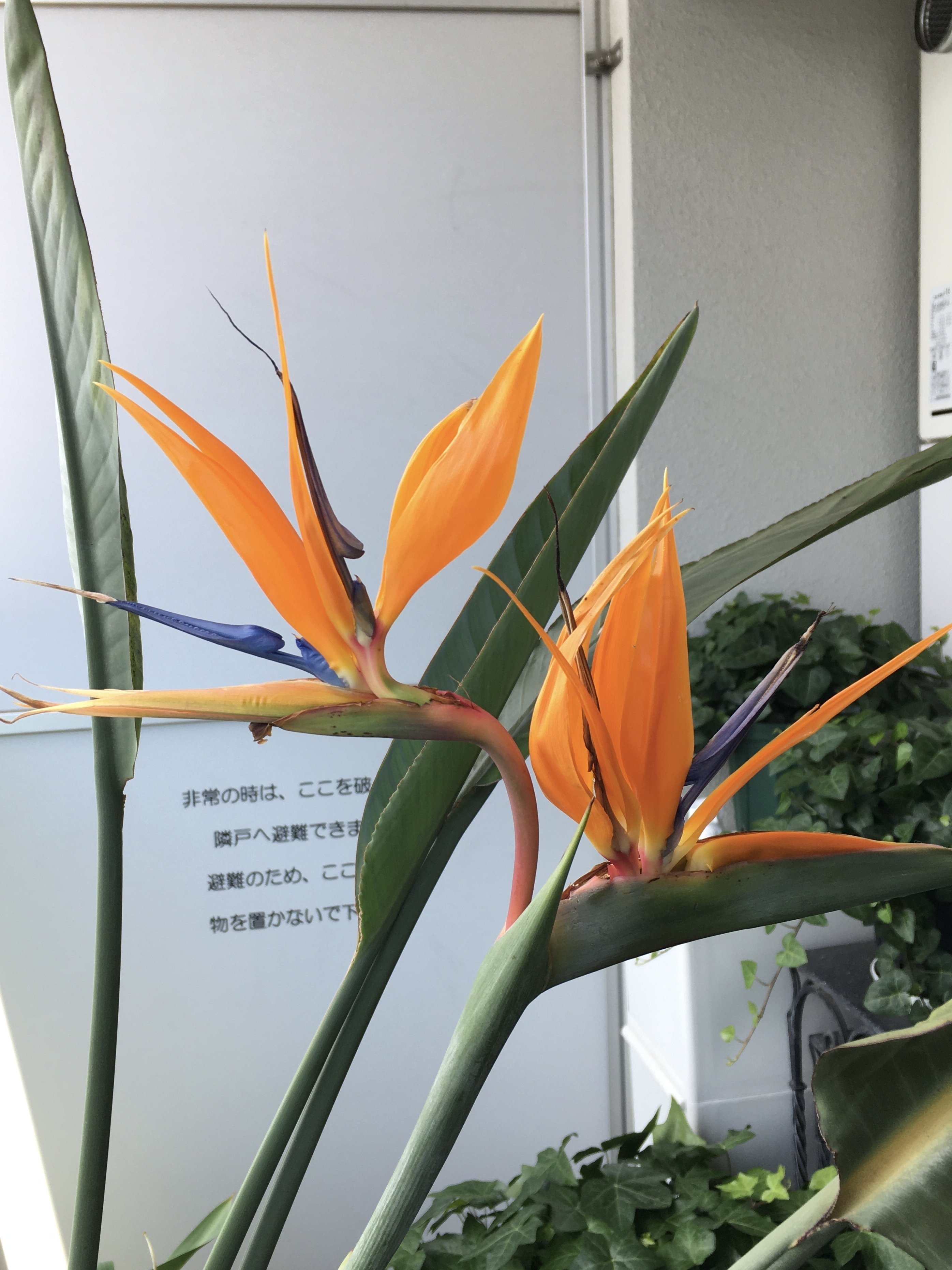 ストレリチア レギネ 〜 極楽鳥花 9｜Strelitzia