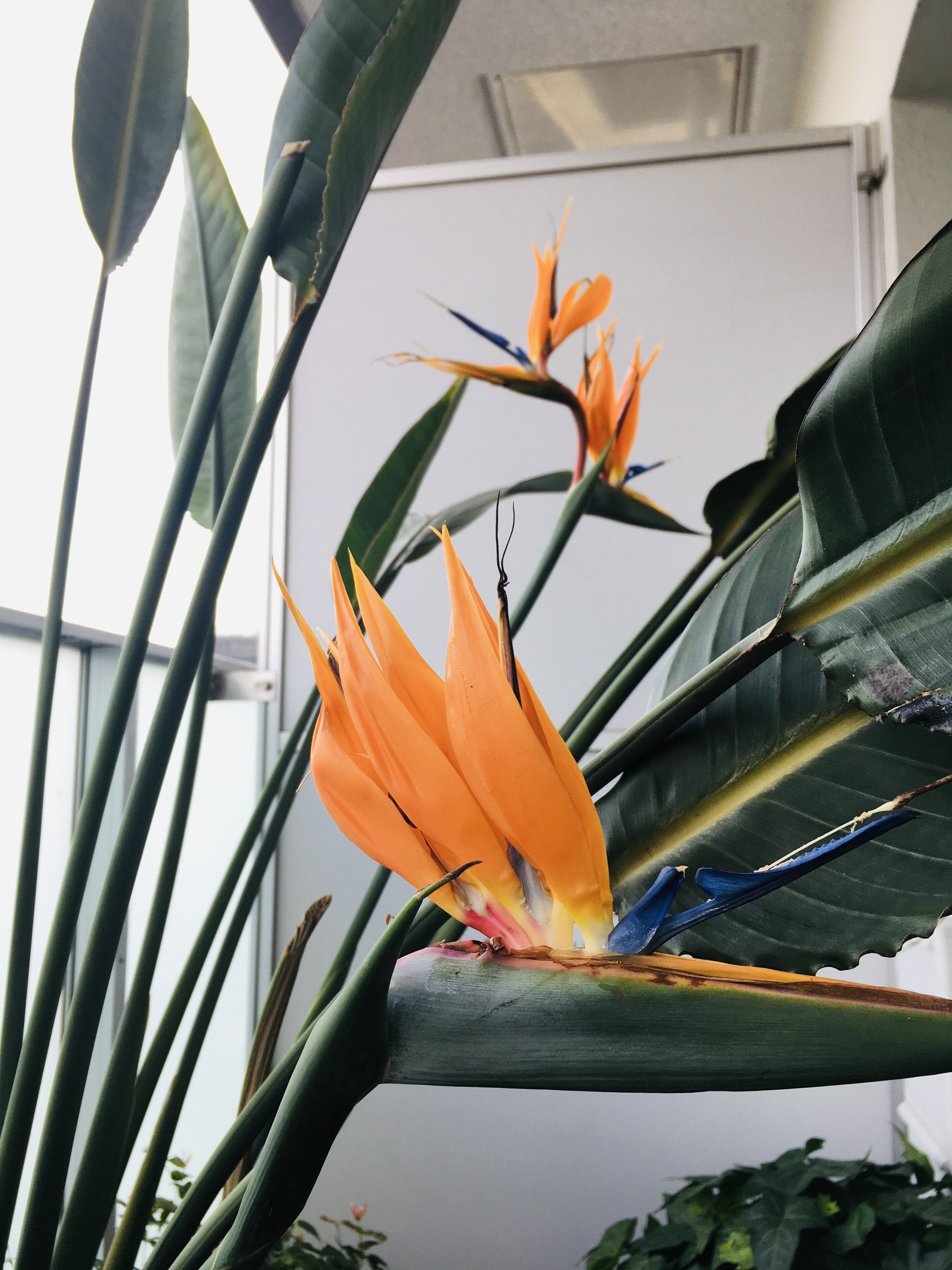 ストレリチア レギネ 〜 極楽鳥花 9｜Strelitzia