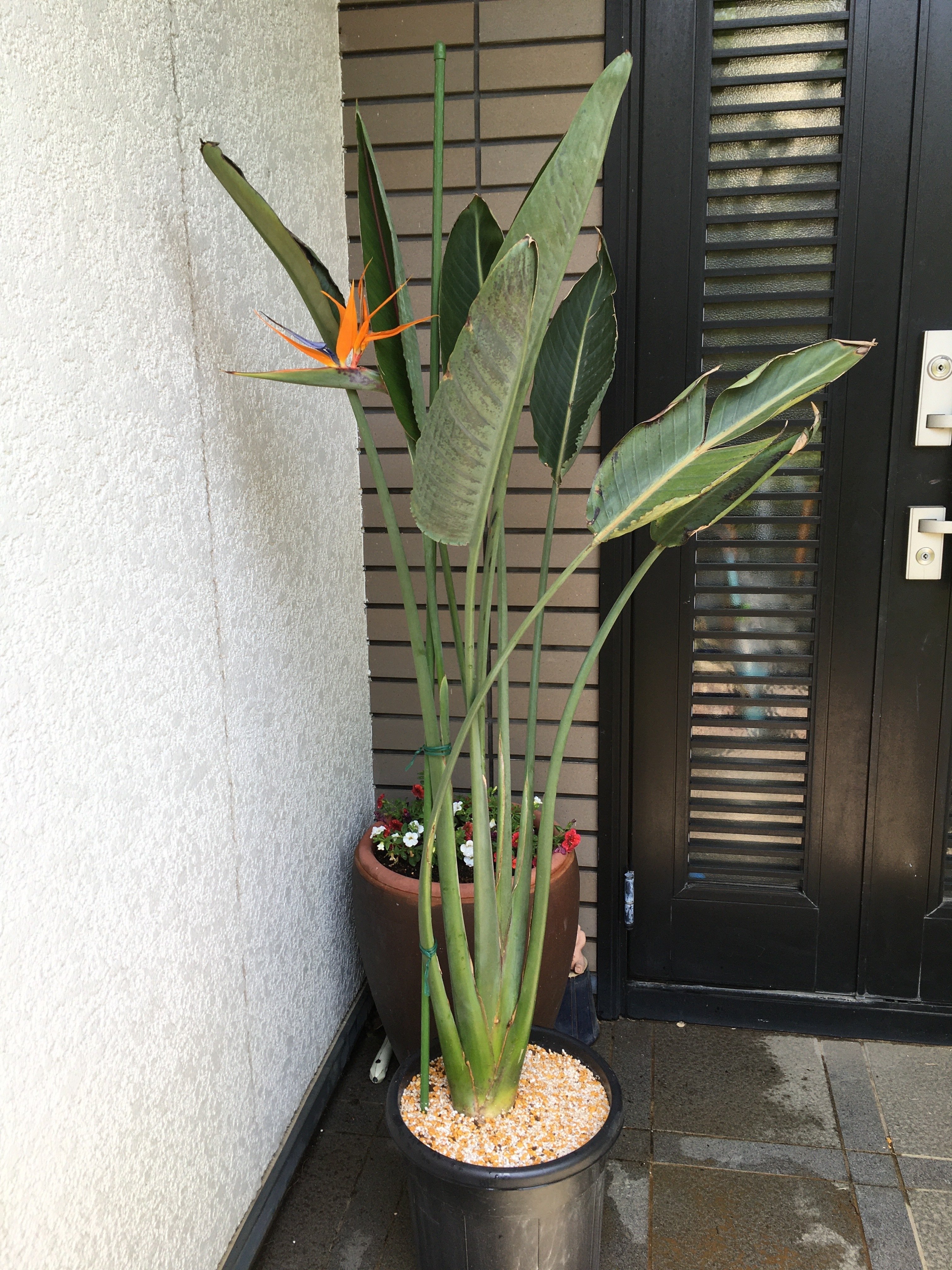 ストレリチア　レギネ開花中株 1704781836575_56251_photo.jpg?