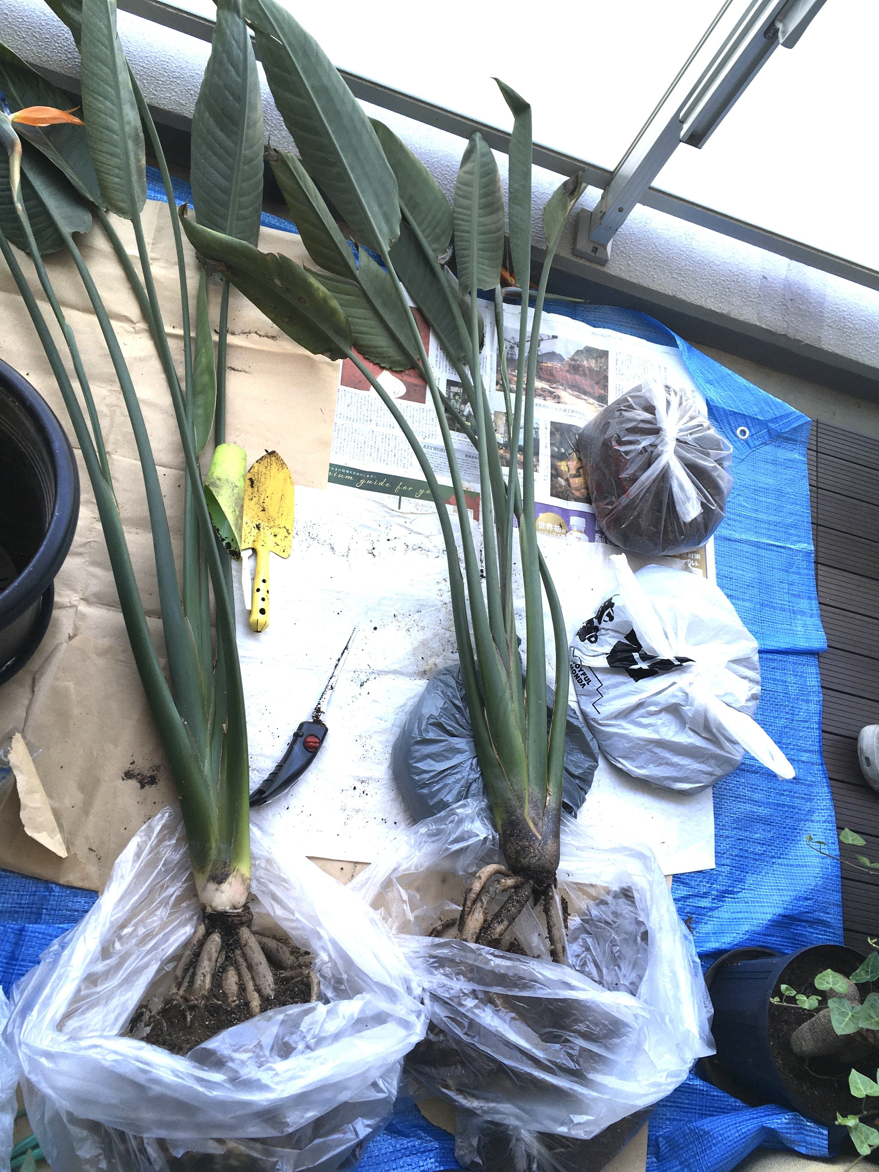 ストレリチア レギネ 〜 極楽鳥花 9｜Strelitzia