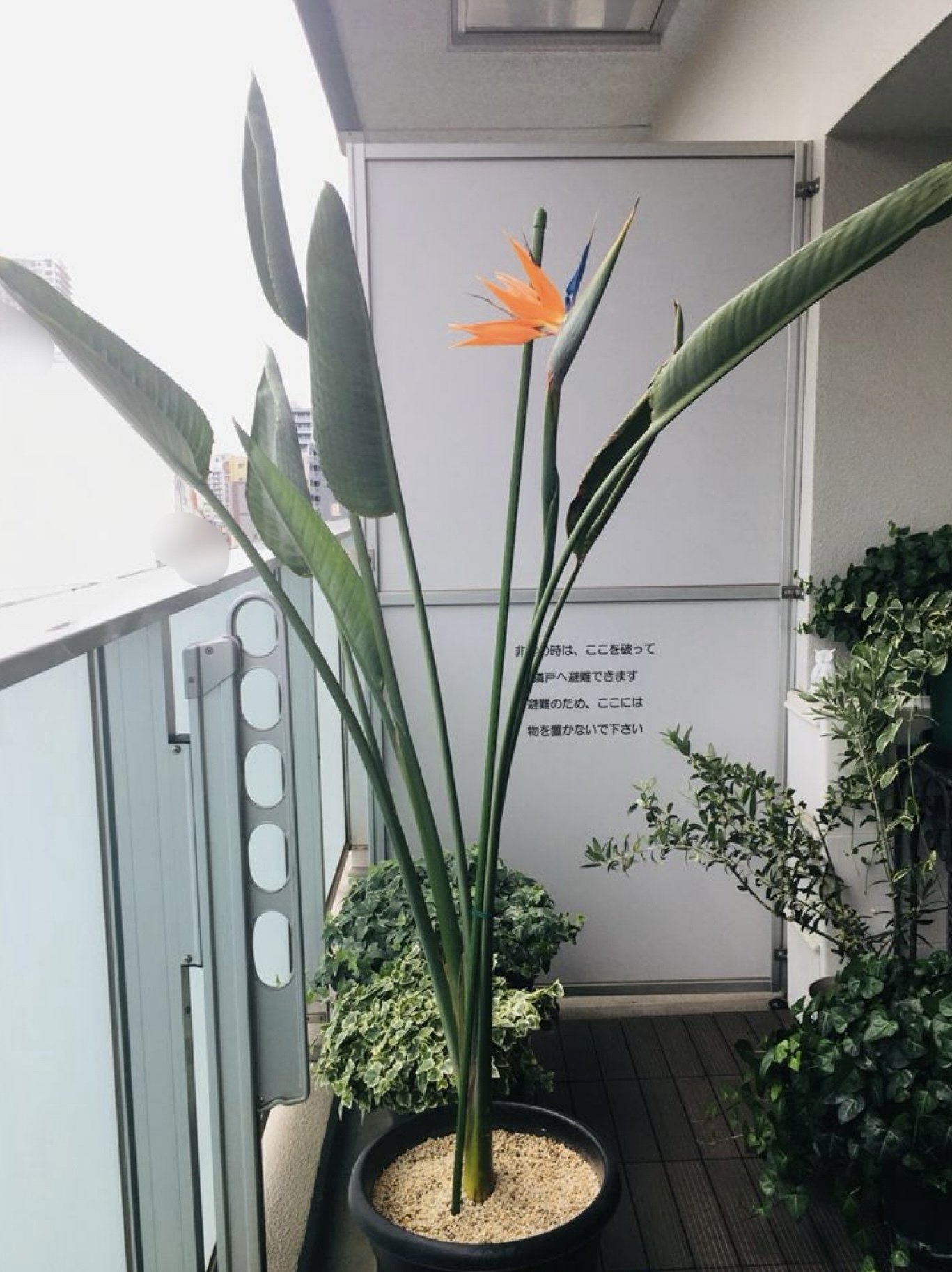 ストレリチア レギネ 〜 極楽鳥花 9｜Strelitzia
