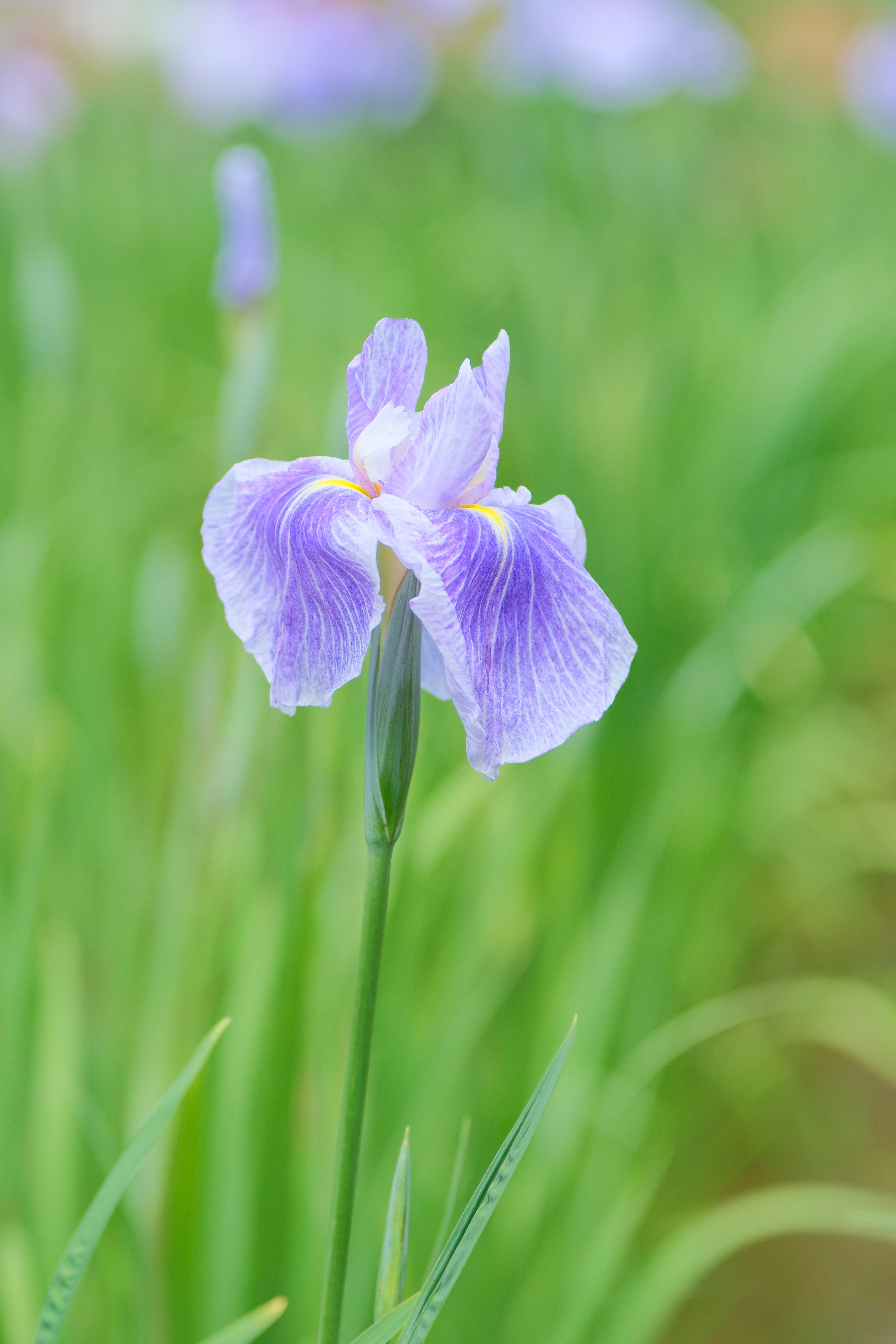 取り急ぎ花菖蒲 （X-T5 : SP85mm F/1.8 Di VC）（晴れたので急遽