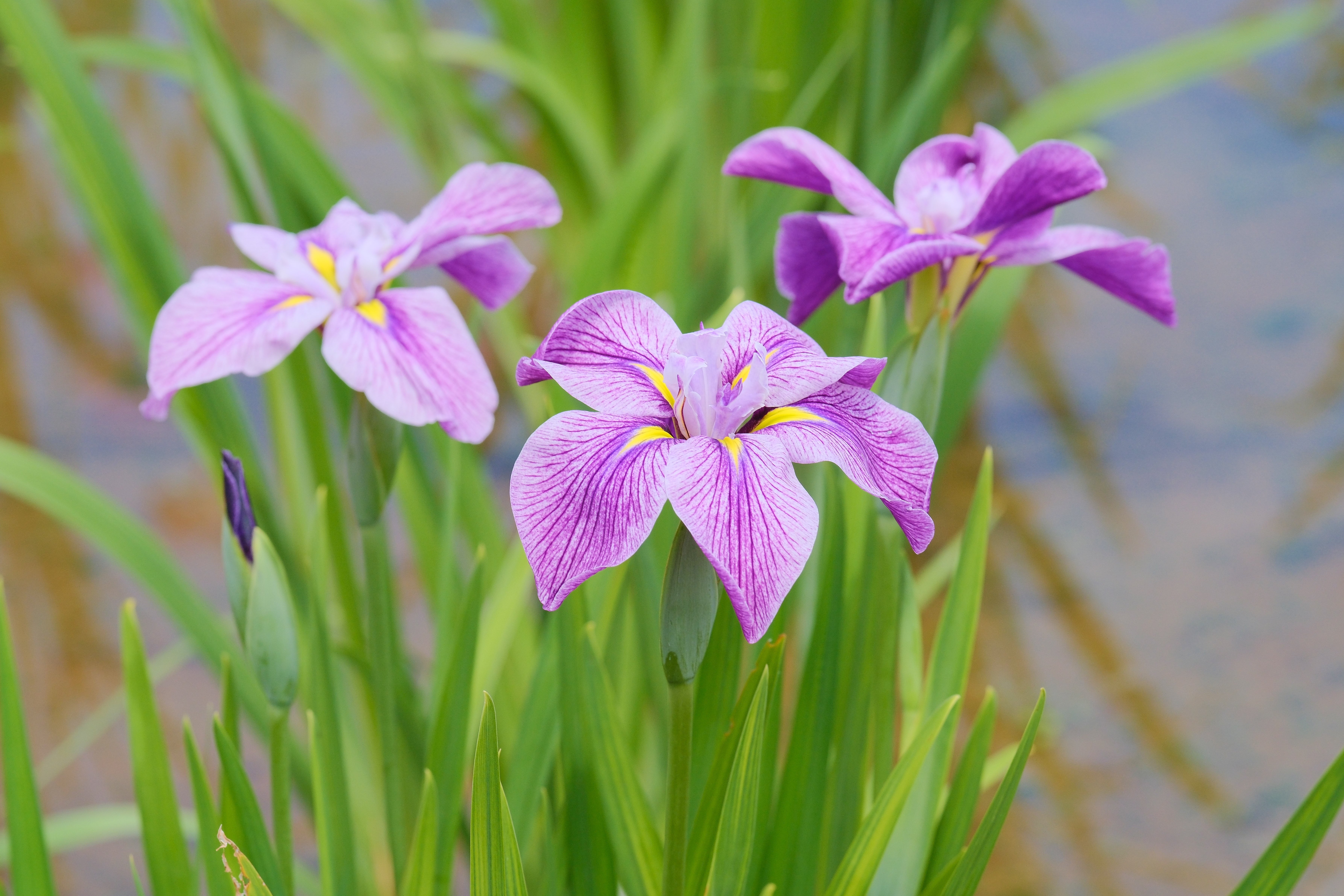 tamran花菖蒲５株同梱(五月晴、千歳、稚児化粧、豊太閤、小笹川) shop-andromeda_s001-6set