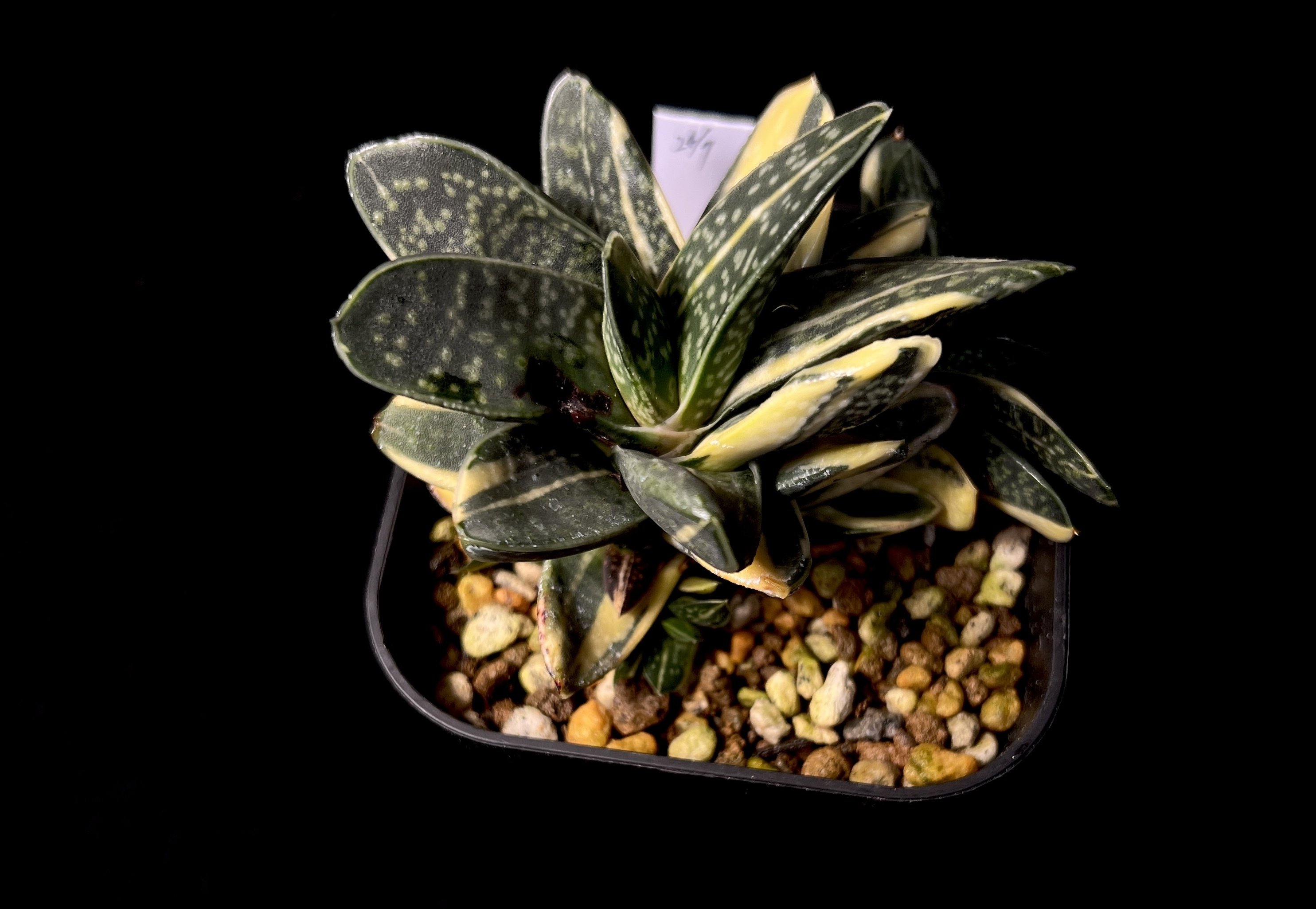 ガステリア子宝錦のあれこれ｜天パ園