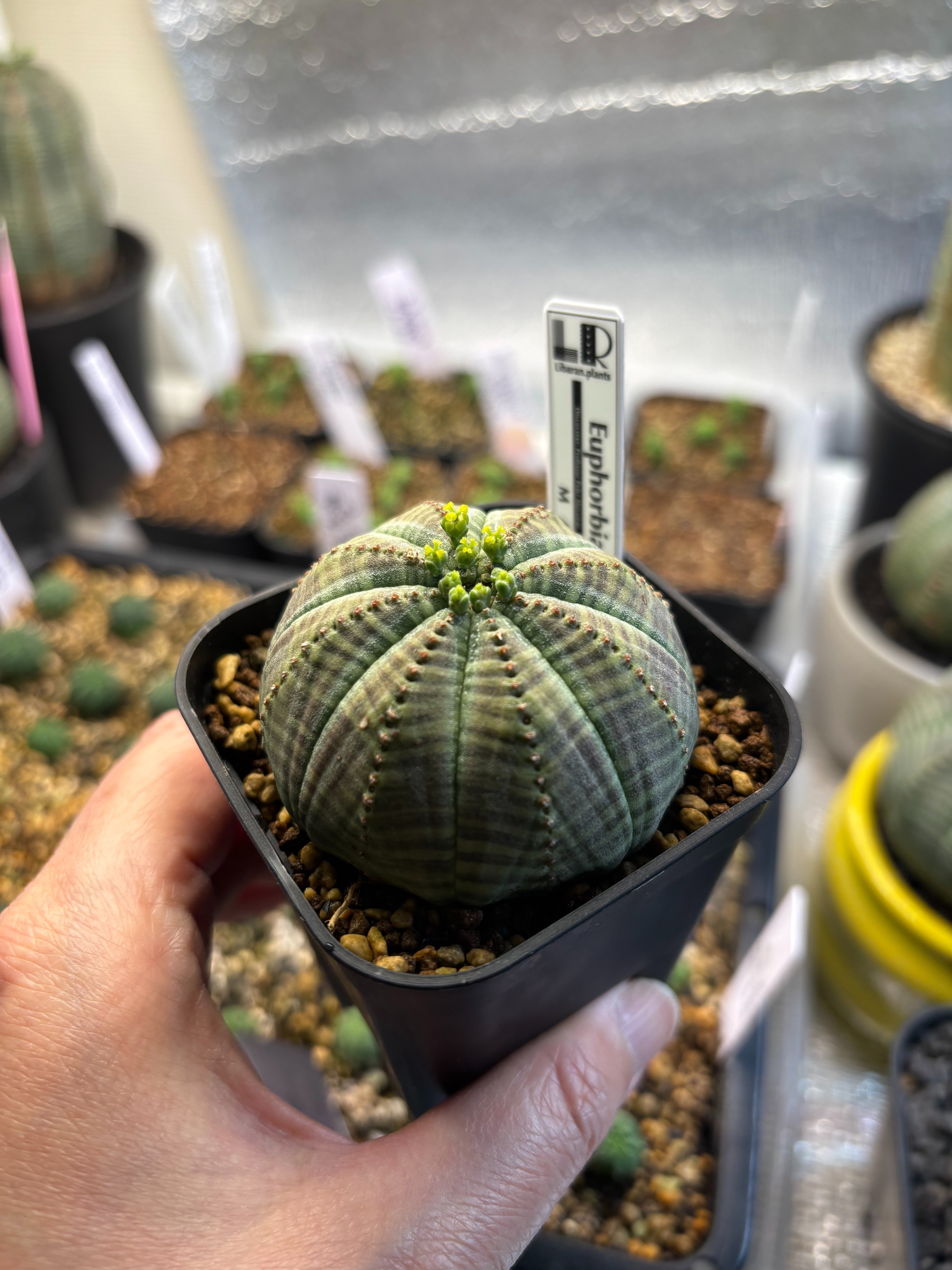 ユーフォルビア オベサ 6cm 雌株 ちょいクラウンタイプ 90プレステラ 鉢付発送】ユーフォルビア オベサ 雌株 オールドオベサ 多郭陵