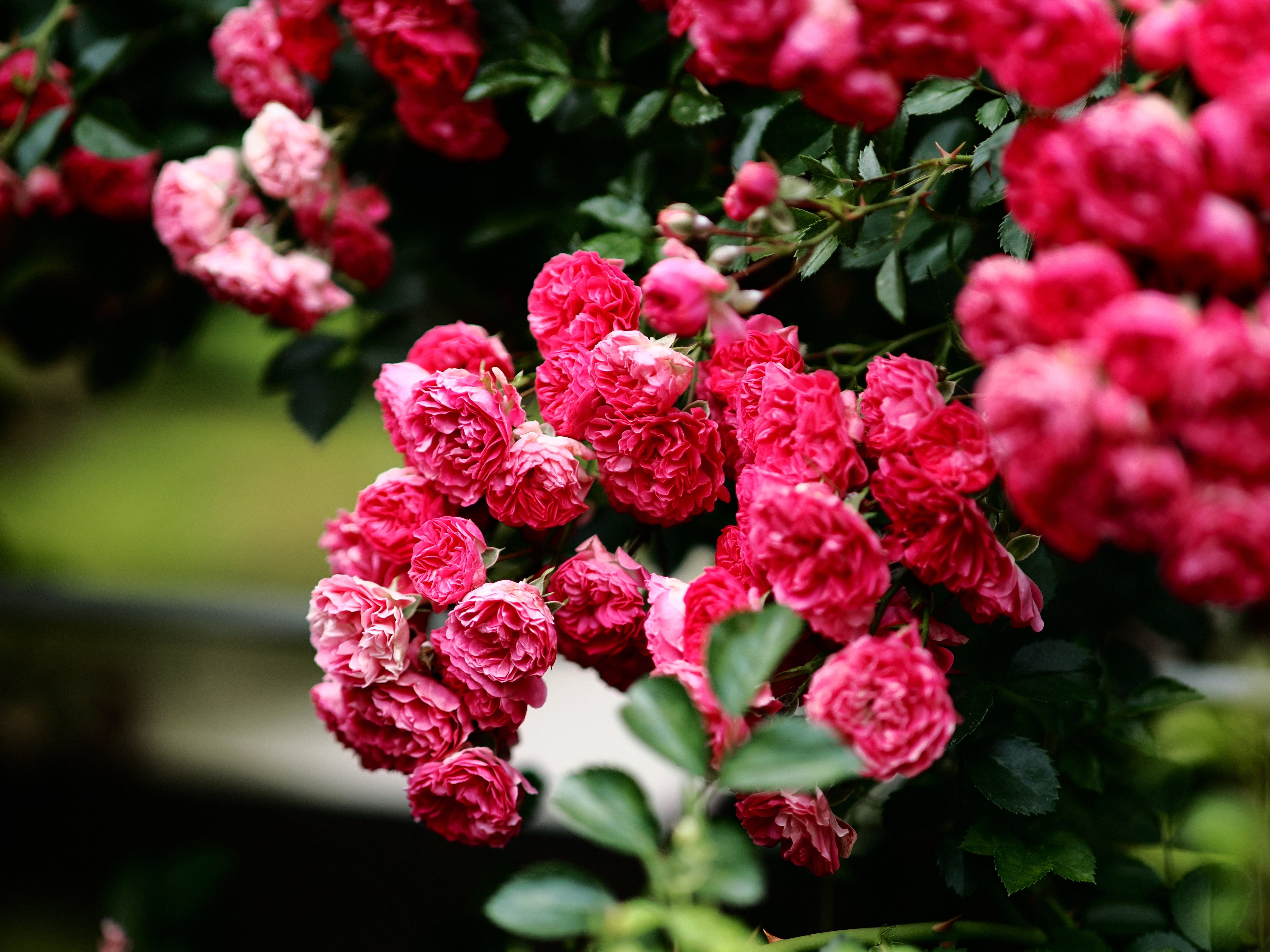 mio様向けー300 油絵/花/薔薇/バラ/旧古河庭園場/F4号 旧古河庭園の薔薇～大正に建てられた有名建築にあるバラ園 | 東京都