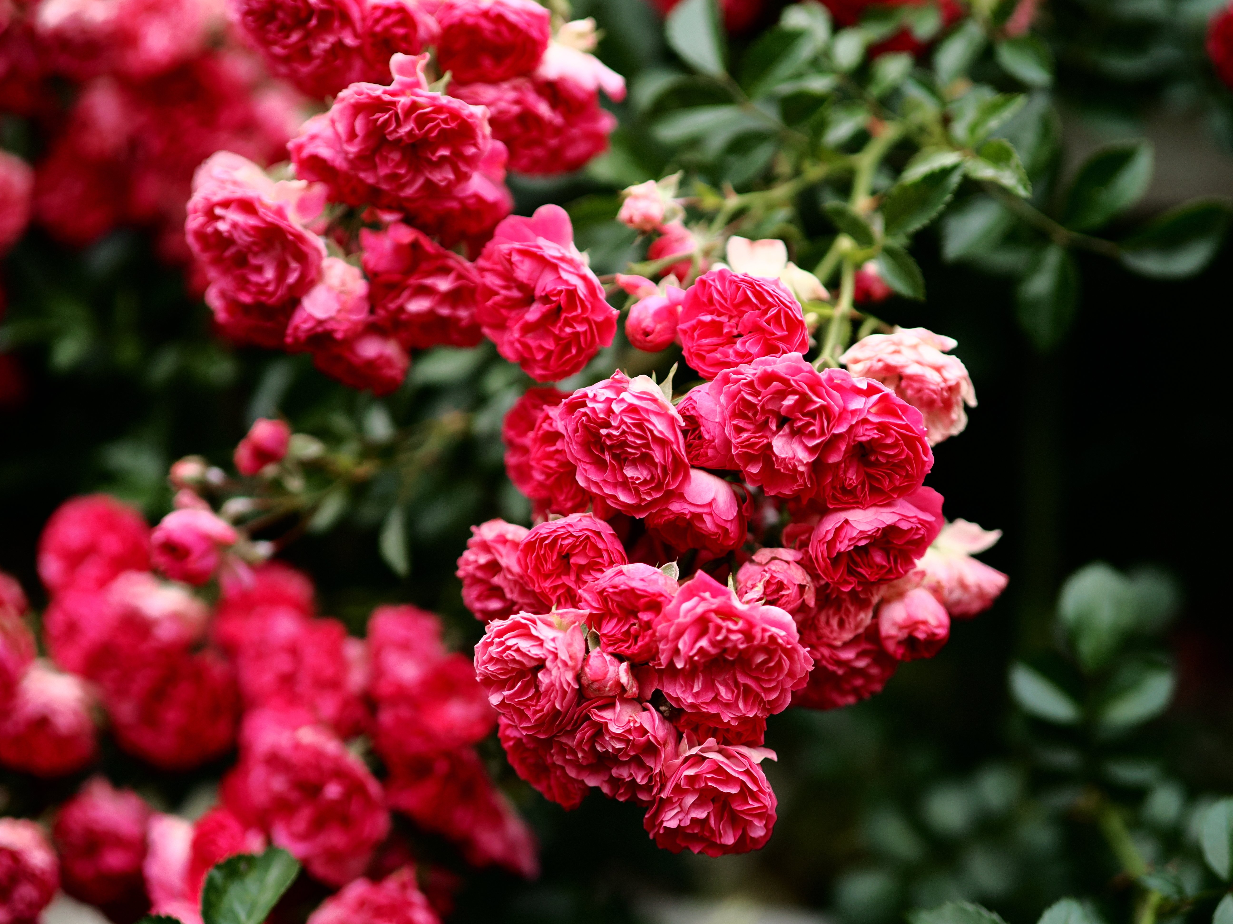 雑多な写真】旧古河庭園【OM-3】｜平乃ひら