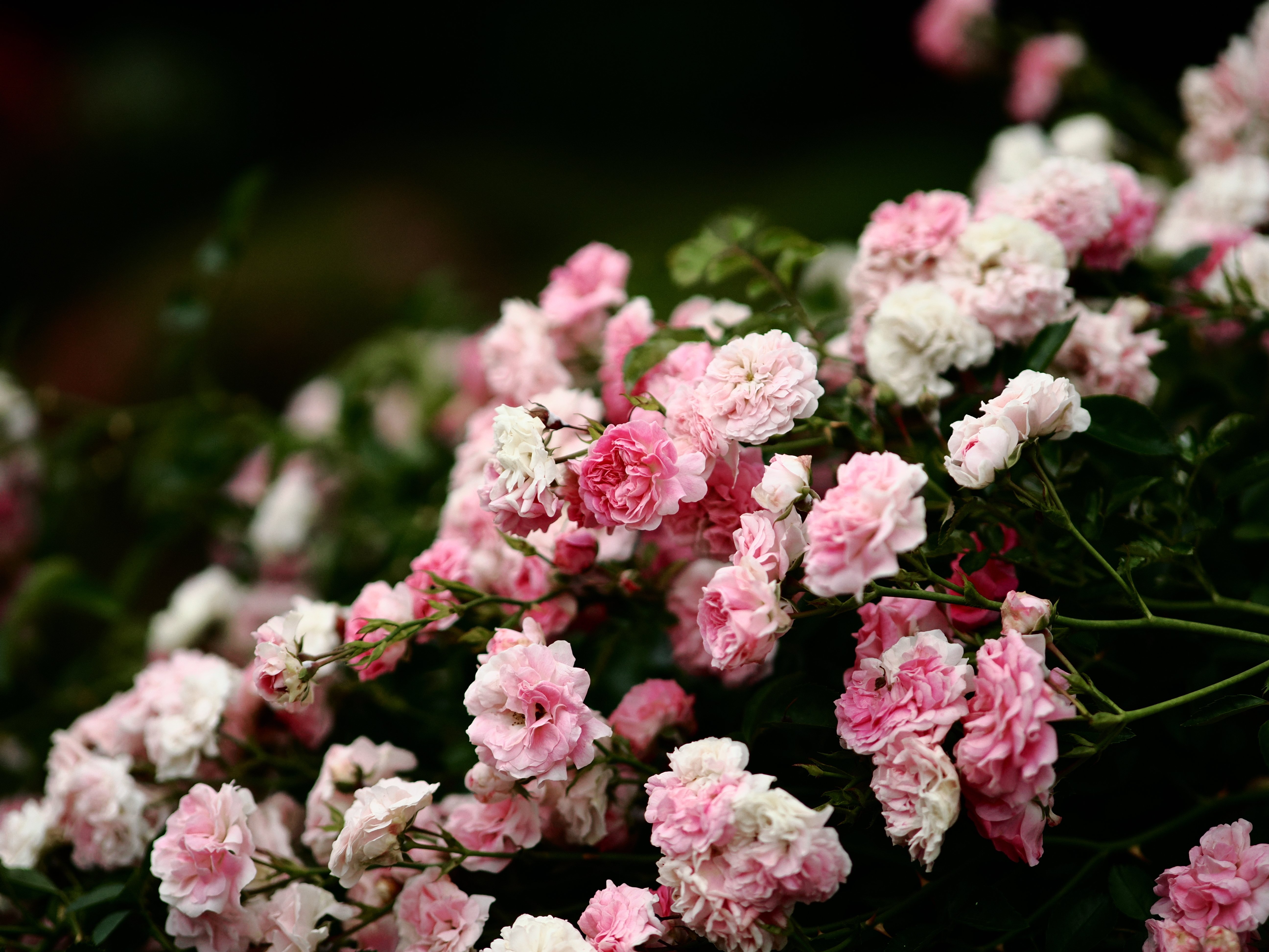 雑多な写真】旧古河庭園【OM-3】｜平乃ひら