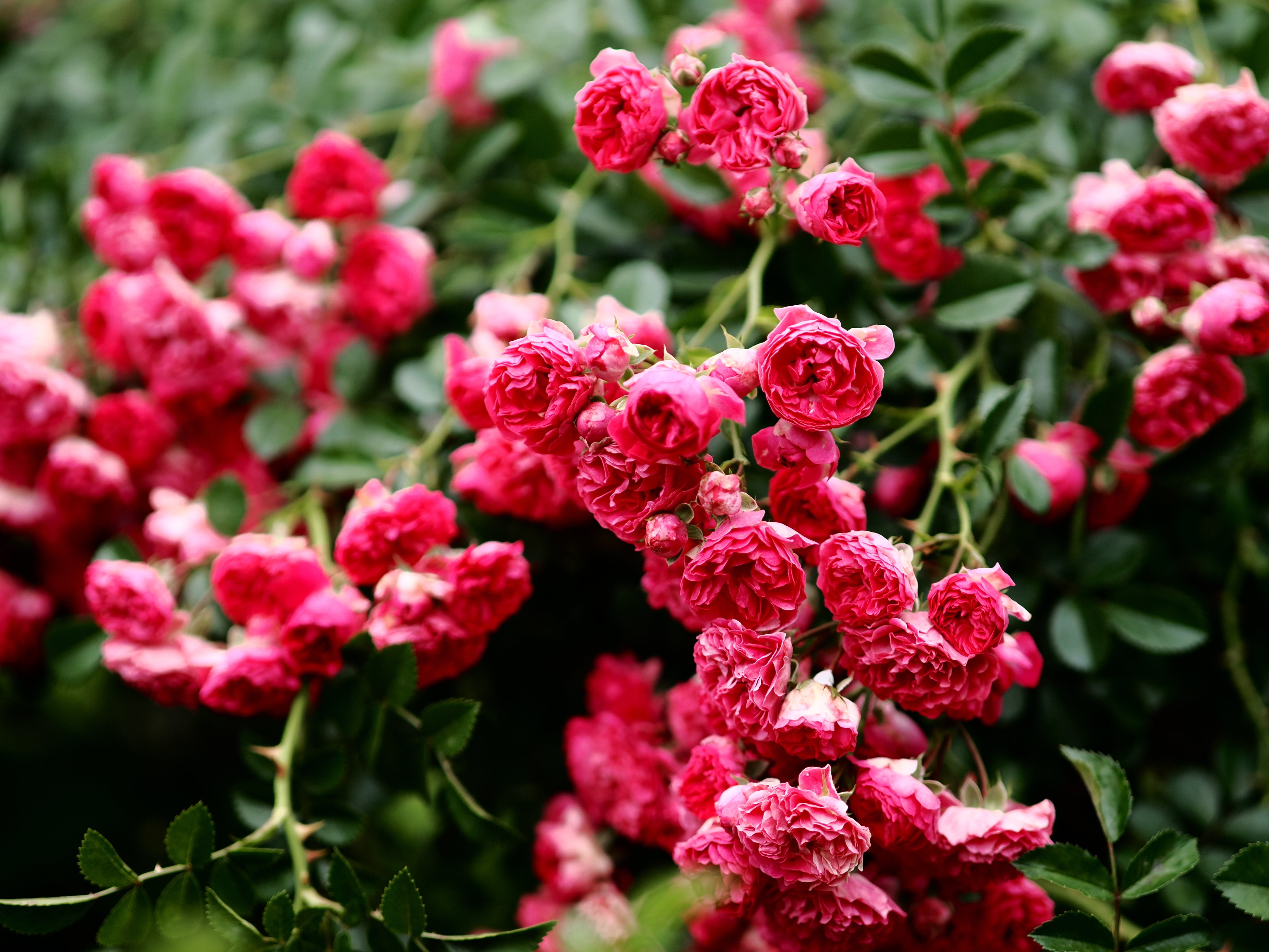 雑多な写真】旧古河庭園【OM-3】｜平乃ひら