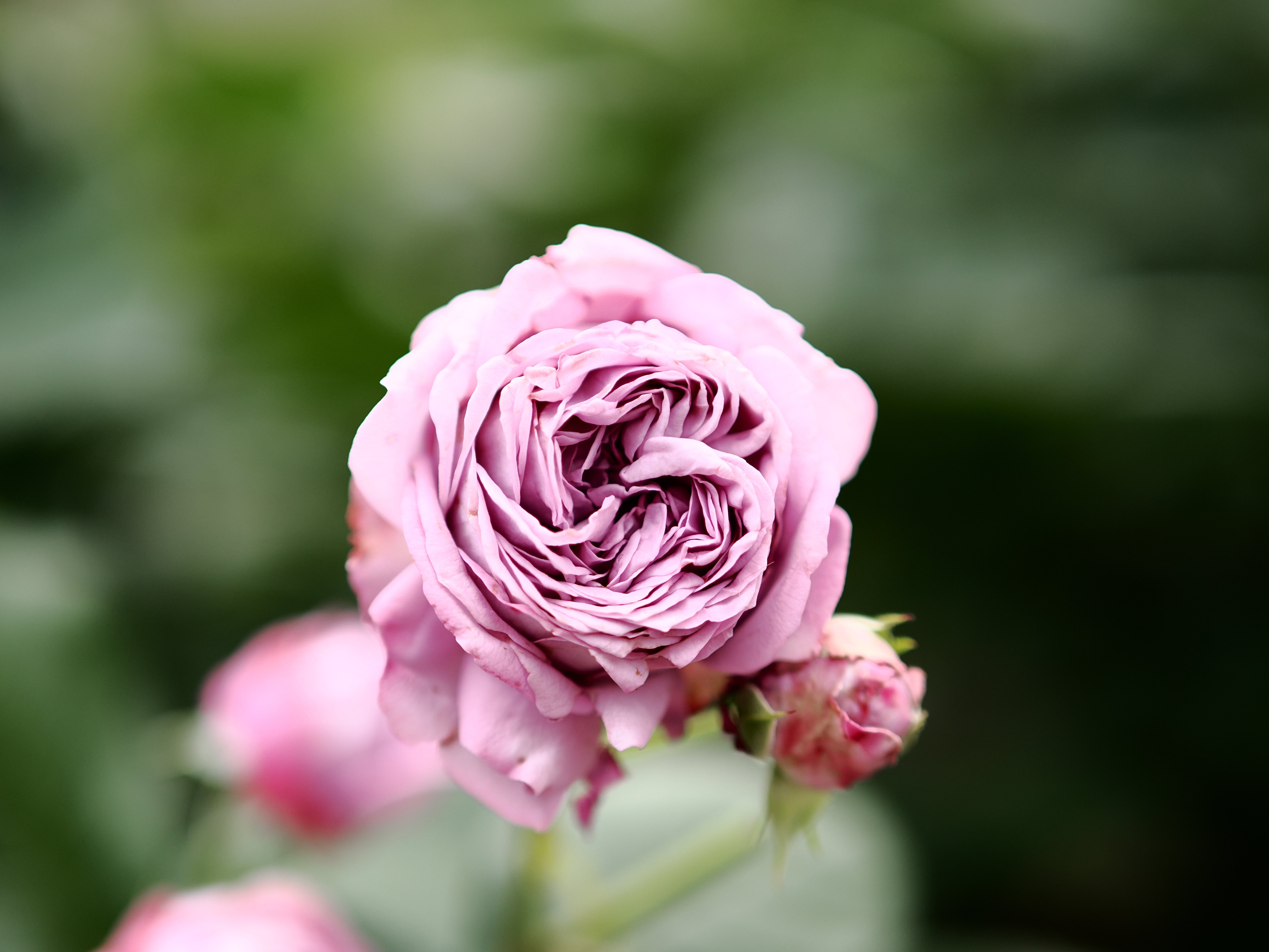 雑多な写真】旧古河庭園【OM-3】｜平乃ひら