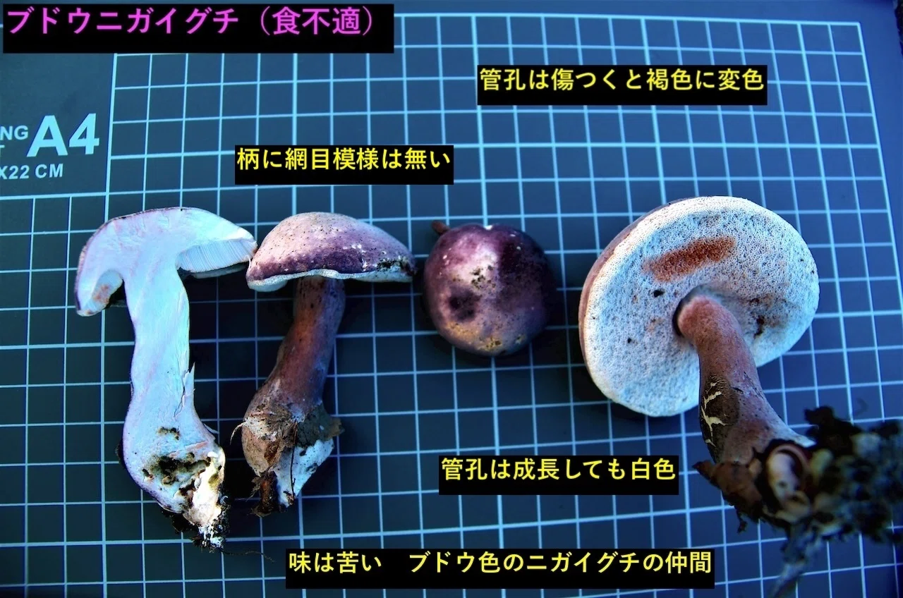 ポルチーニは公園で その3 ムサラキヤマドリタケ｜ゆたし