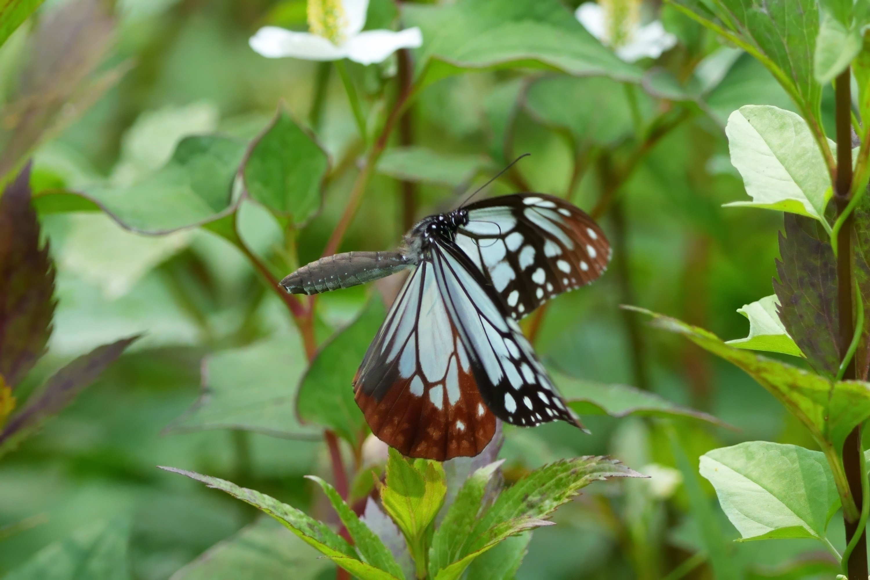 春のアサギマダラ(浅葱斑)｜Miya