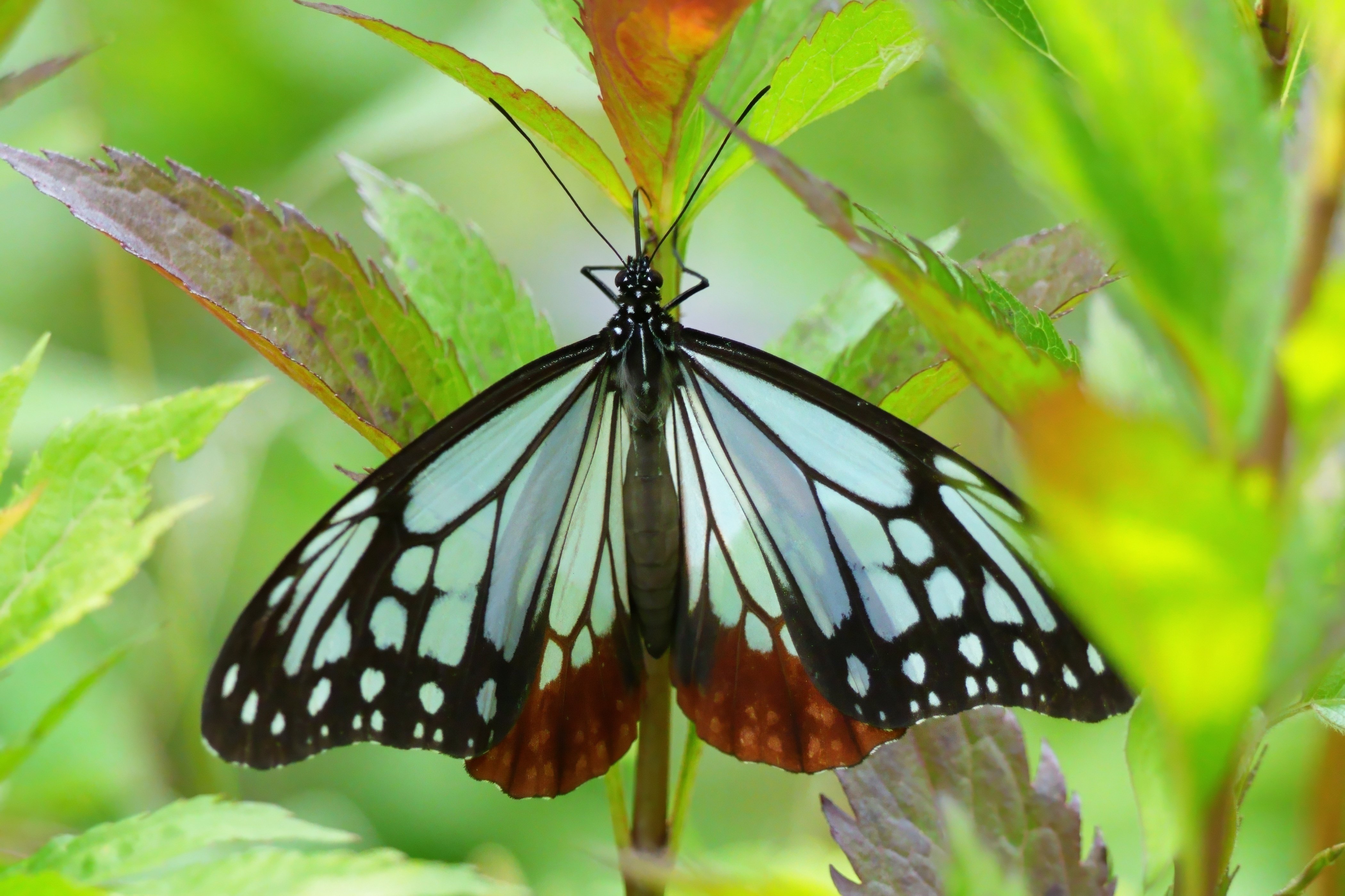 春のアサギマダラ(浅葱斑)｜Miya