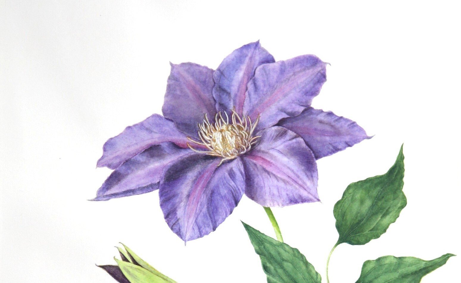 水彩画】ヤグルマギク×クレマチス｜山葡萄と小茄子