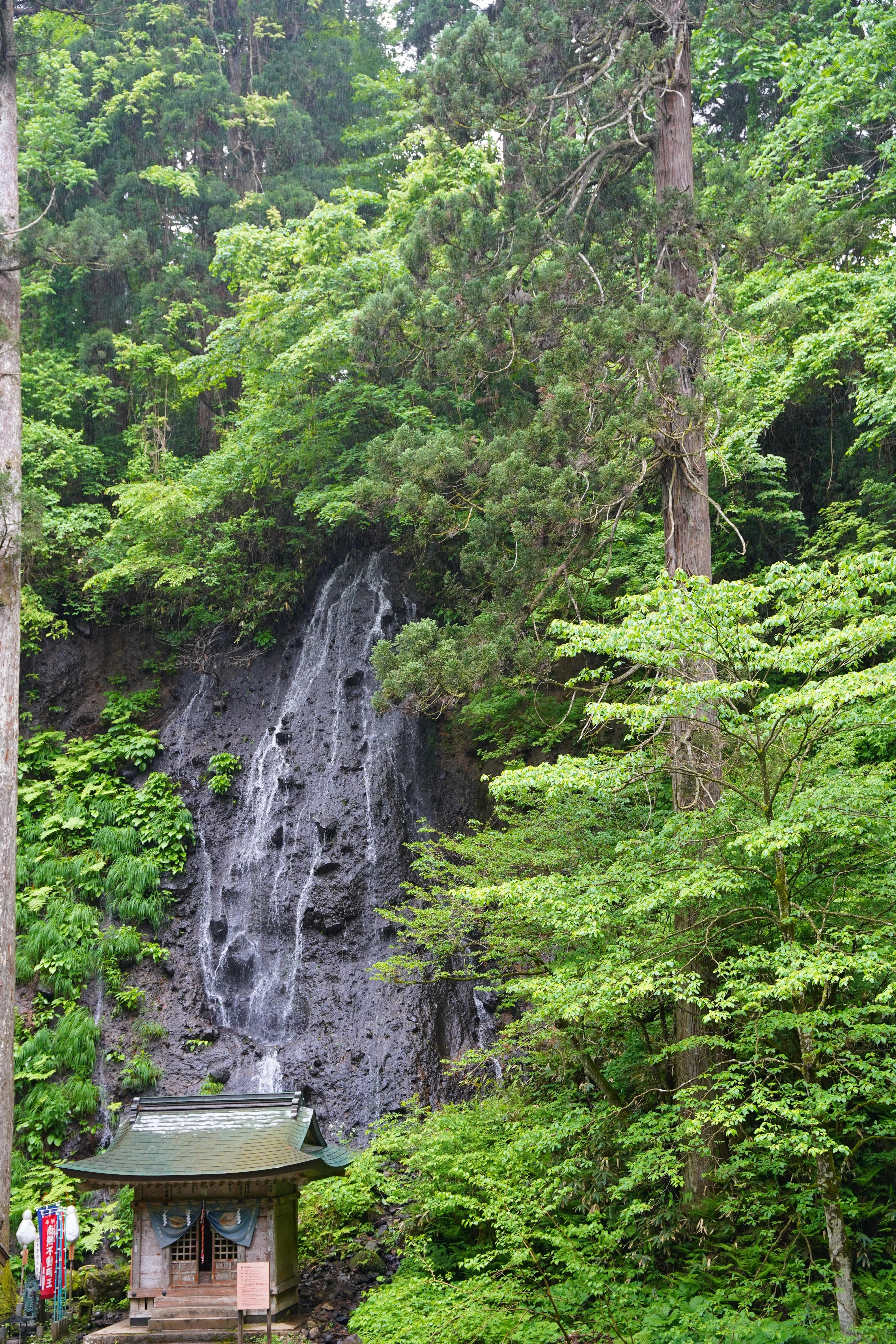 巨木の生い茂る参道！新緑の羽黒山・出羽三山神社【山形県