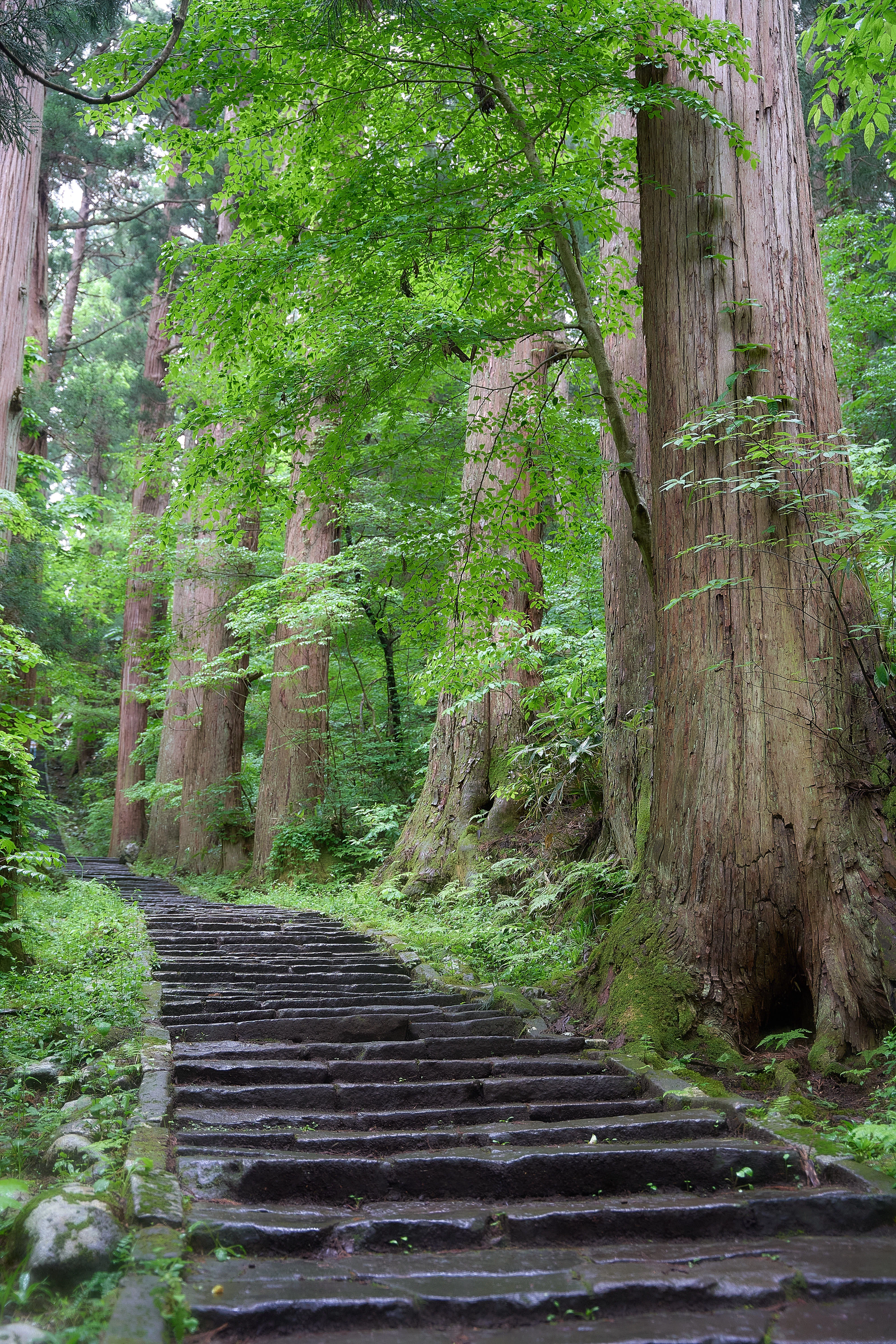 巨木の生い茂る参道！新緑の羽黒山・出羽三山神社【山形県