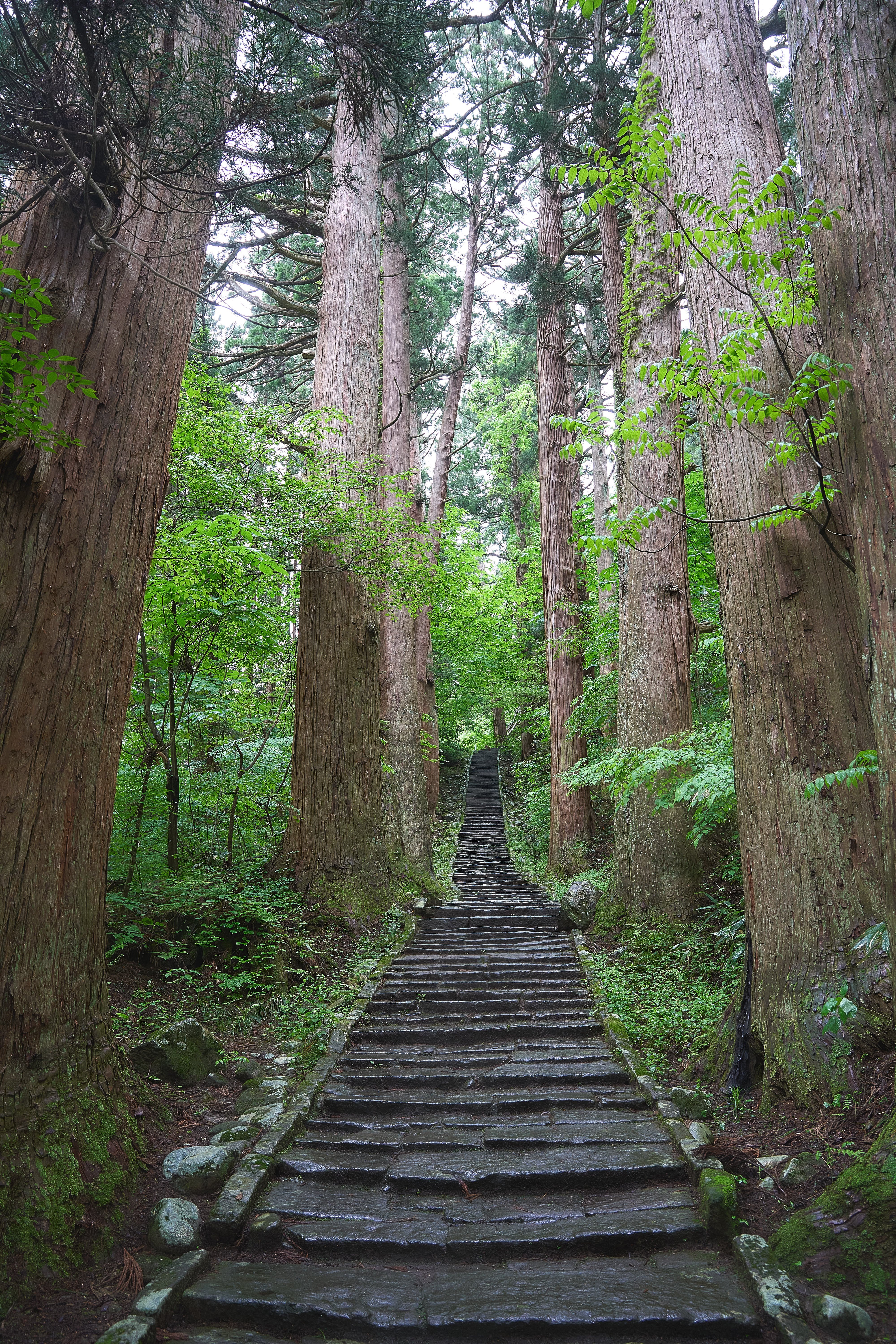 巨木の生い茂る参道！新緑の羽黒山・出羽三山神社【山形県