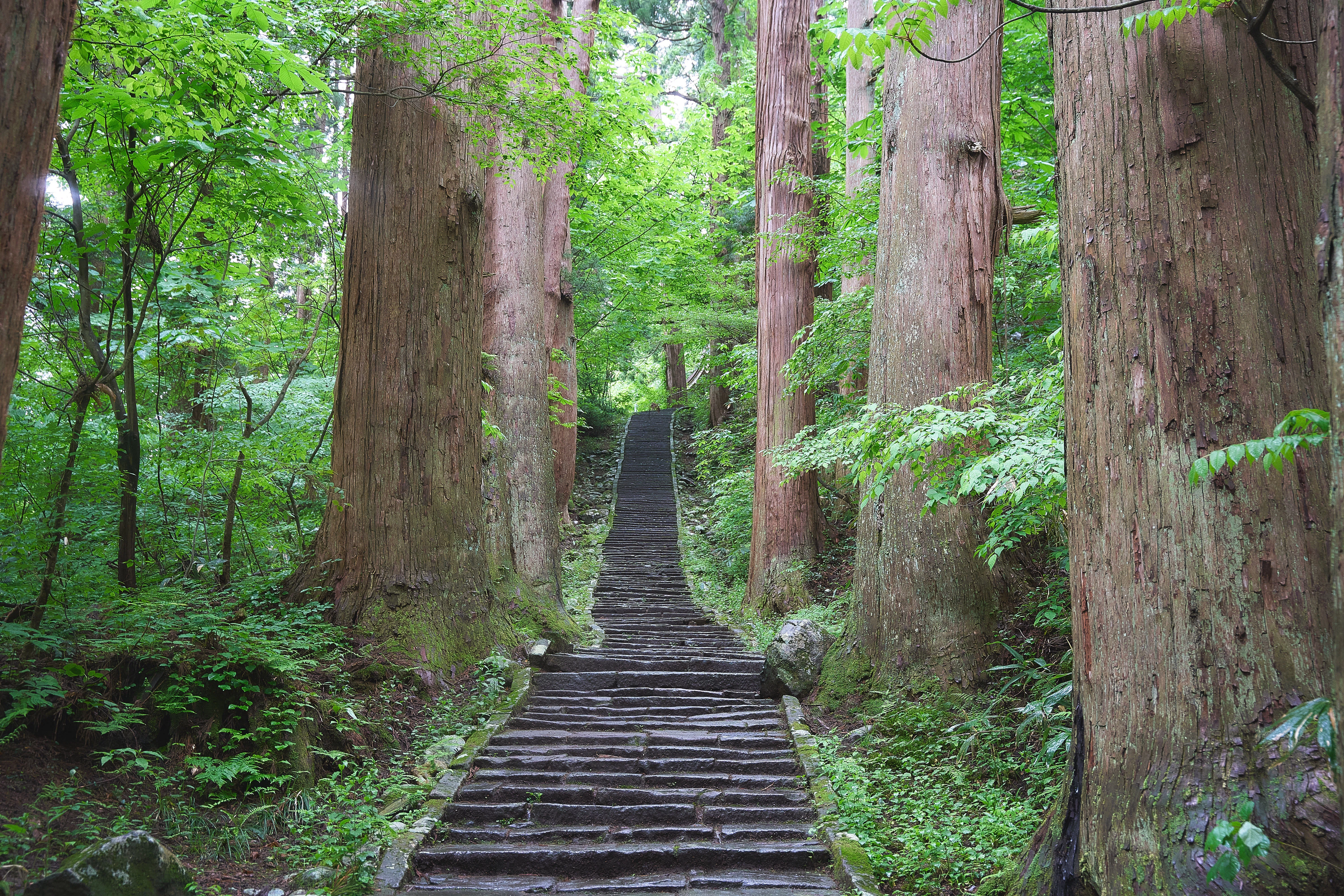 巨木の生い茂る参道！新緑の羽黒山・出羽三山神社【山形県