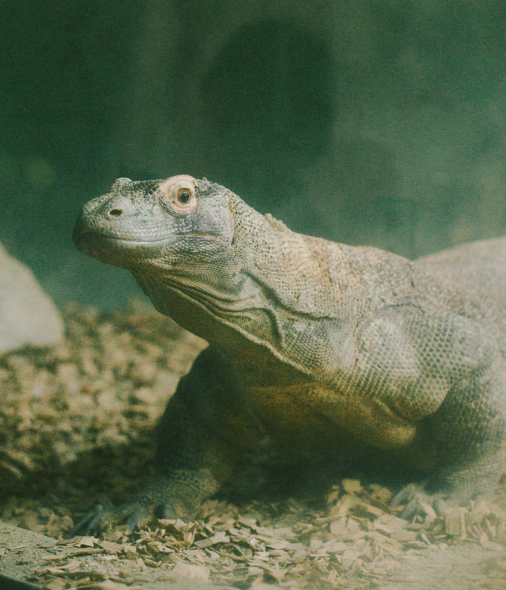 東山動植物園にコモドドラゴン見に行った｜naomeme