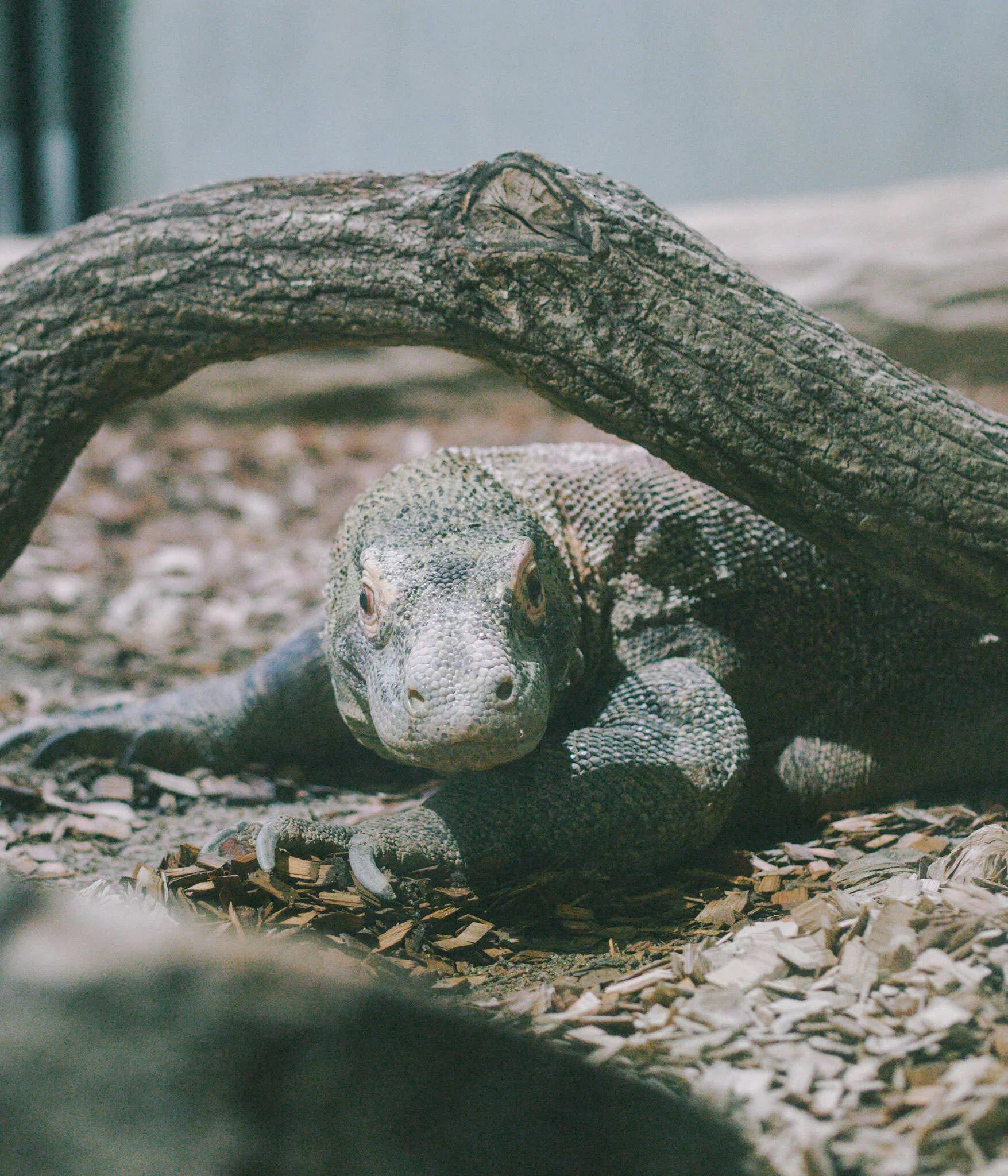 東山動植物園にコモドドラゴン見に行った｜naomeme