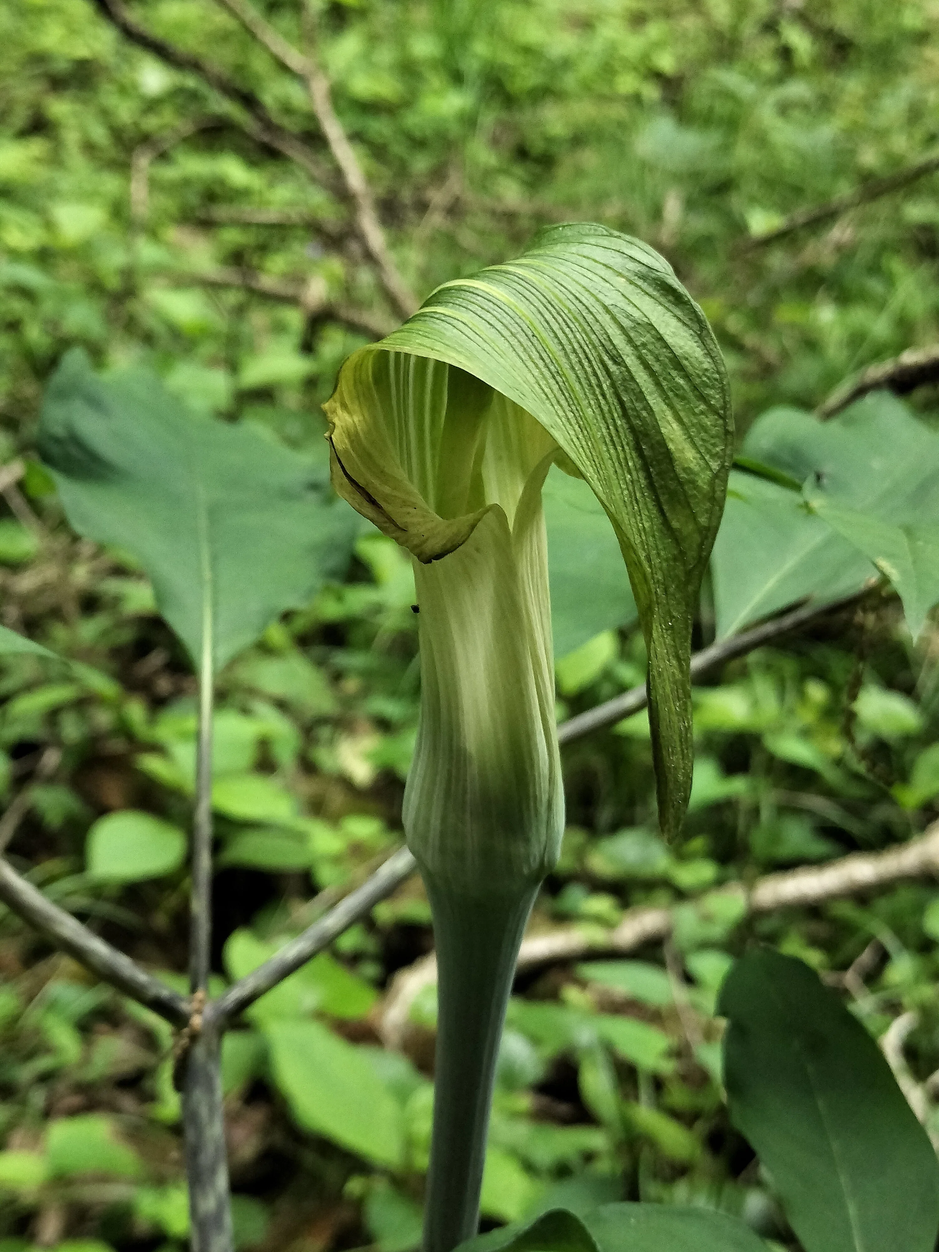 蝮草のみ沢山 マムシグサ（蝮草）｜マンボウ