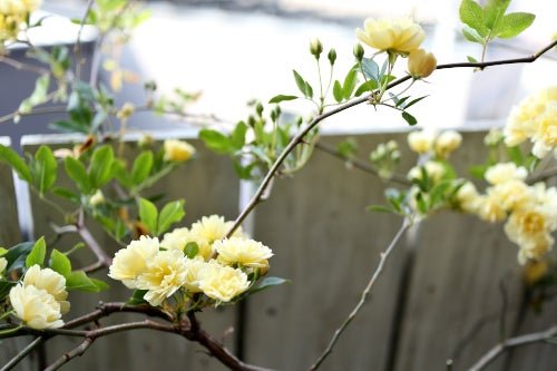 ❤️モカラッテページ❤️黄色のお花と木の実レイ☆フラダンス☆タヒチアン ❤️モカラッテページ❤️黄色のお花と木の実レイ☆フラダンス