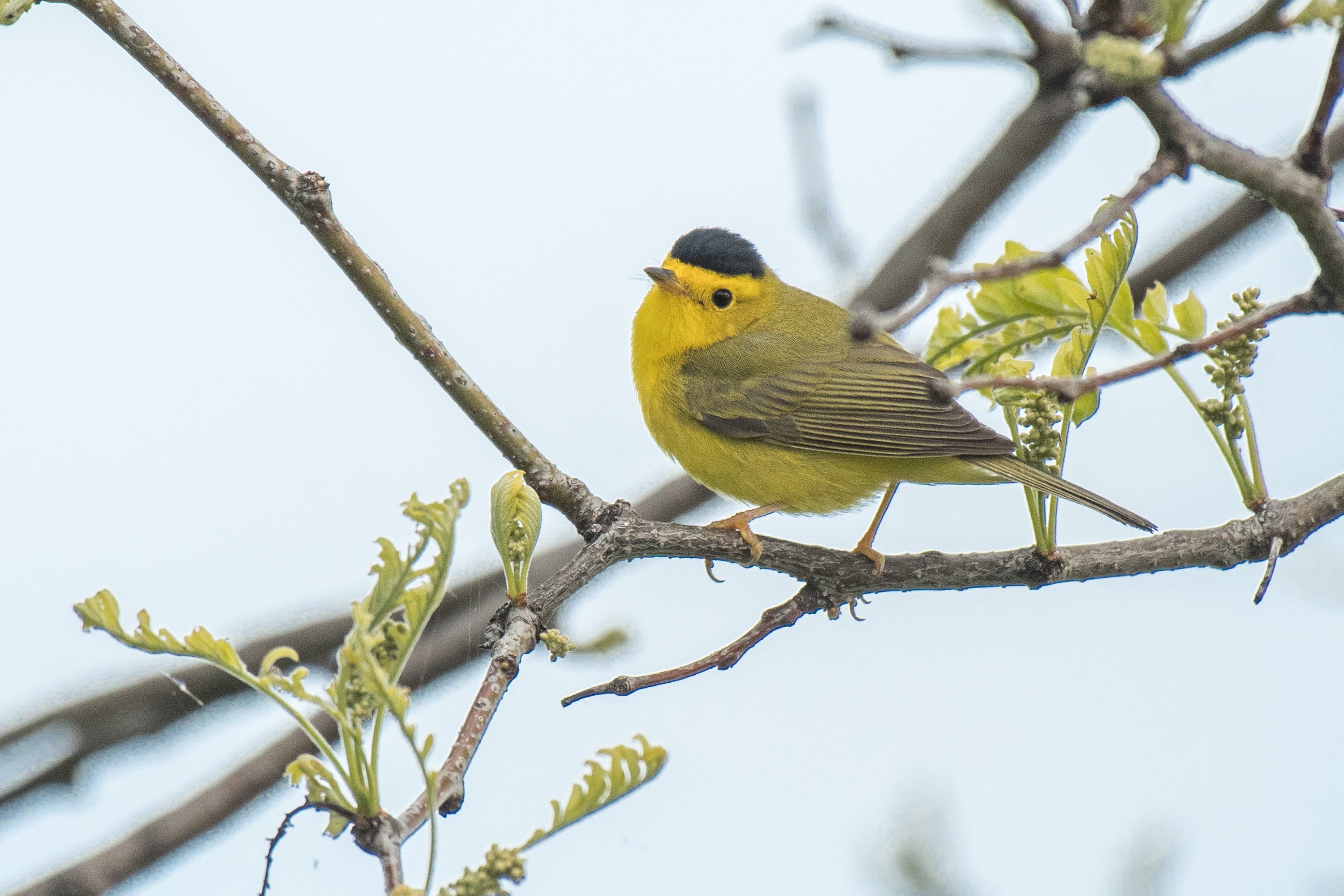 アメリカコガモのスタディバード バードカービング 他2点 アメリカ