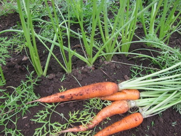 ファイルNo11「にんじん成長記録」｜mi.no.ri.