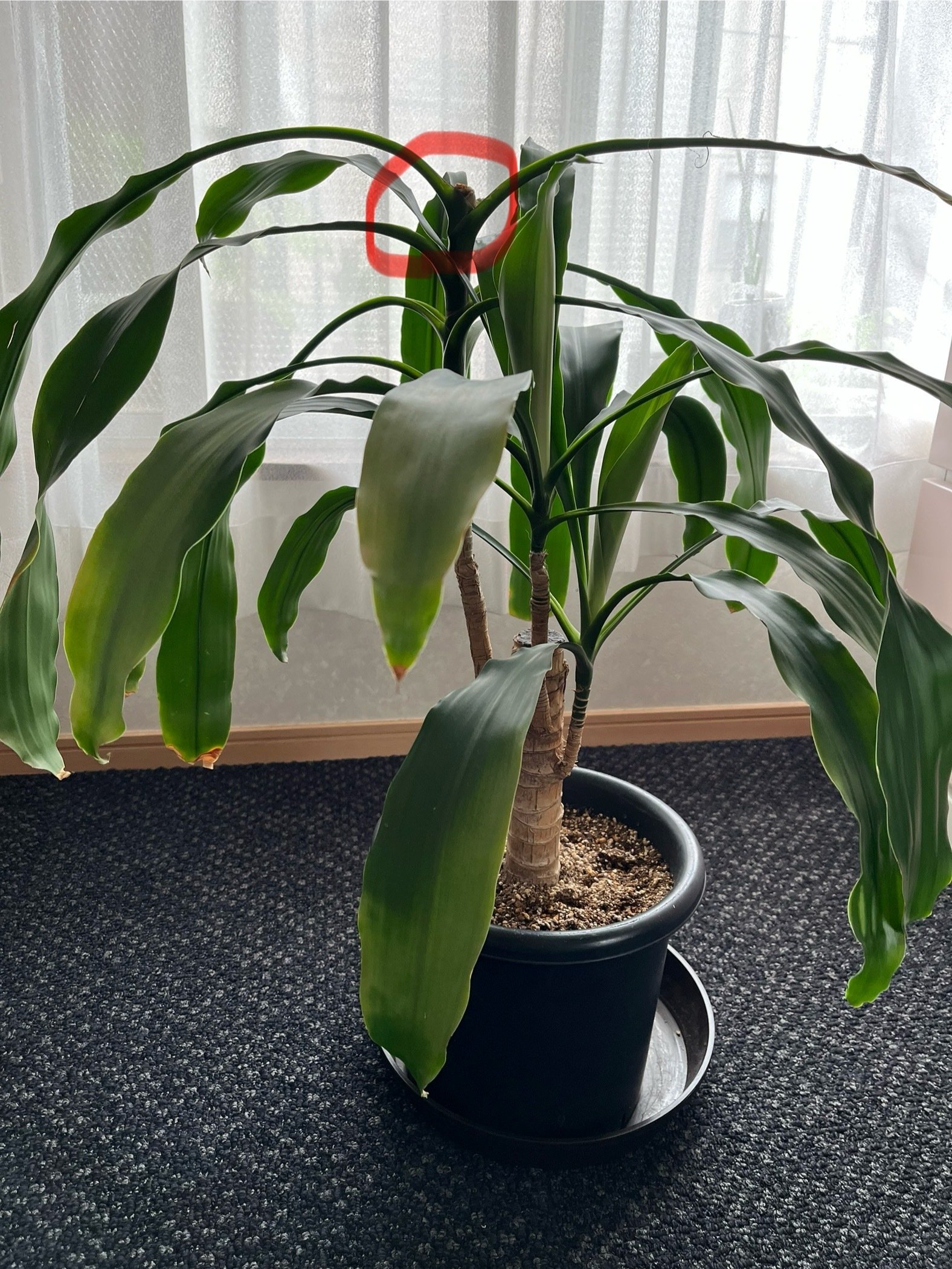 ドラセナが発根？｜kitoca