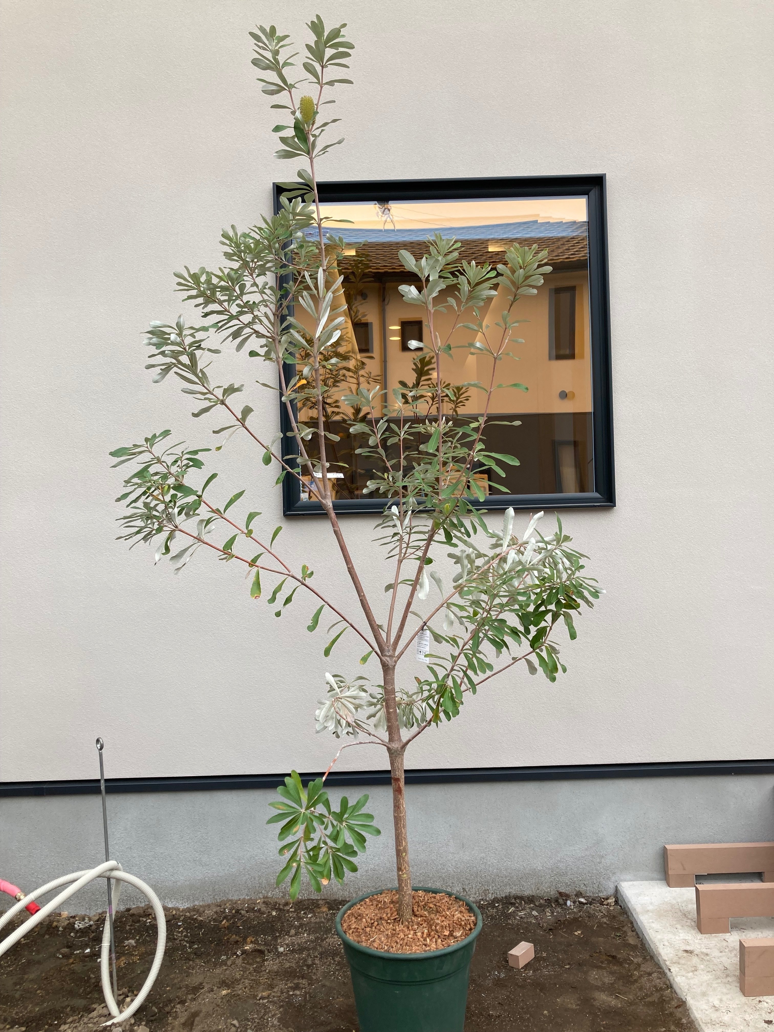 美形。バンクシアコースト1.4M(鉢底から) バンクシア：コースト