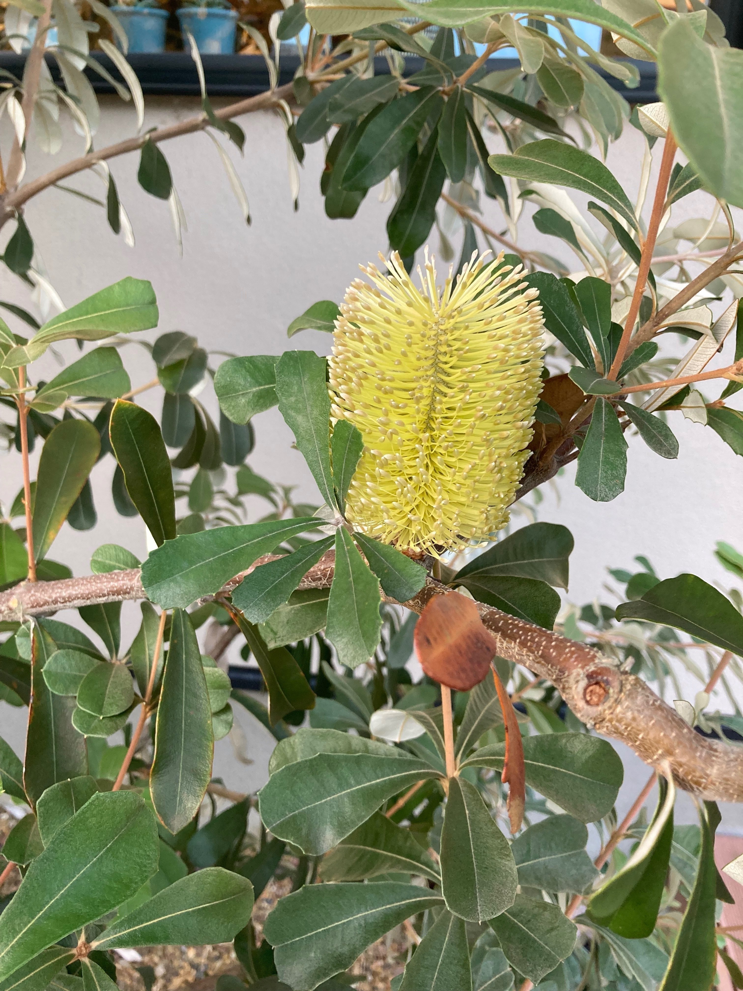 実録・うちのオージー｜バンクシア・コーストはタワシだけじゃない！2