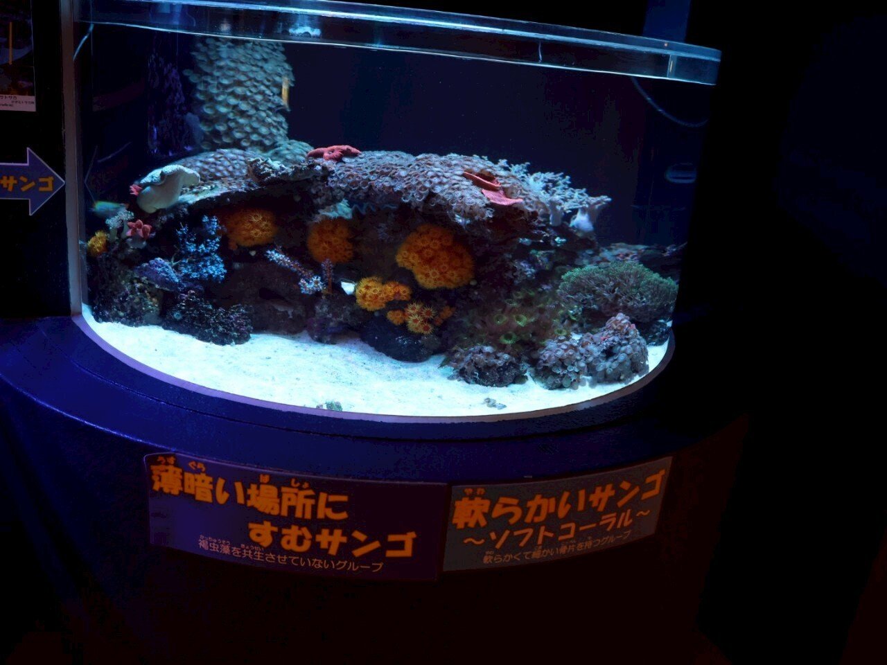008_サンゴ礁コーナー（魚津水族館）｜はっちょ