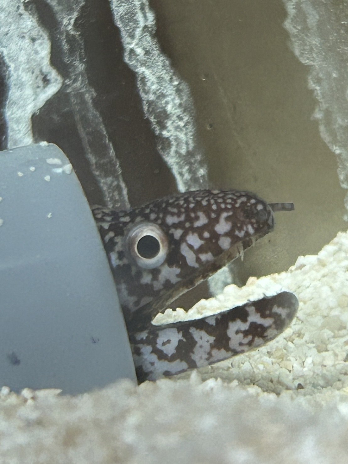 306/淡水エイ[選別個体]極上ブラックダイヤモンドポルカ約15センチ ♀