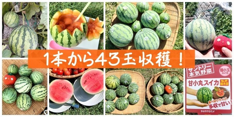 🍉甘小丸スイカを1株から43玉収穫！ホームハイポニカSarah＋