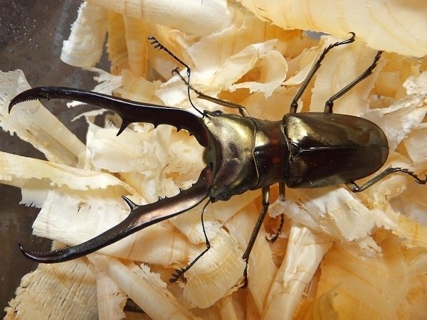 メタリフェルホソアカクワガタ・サンギレンシス亜種の飼育記録【2012