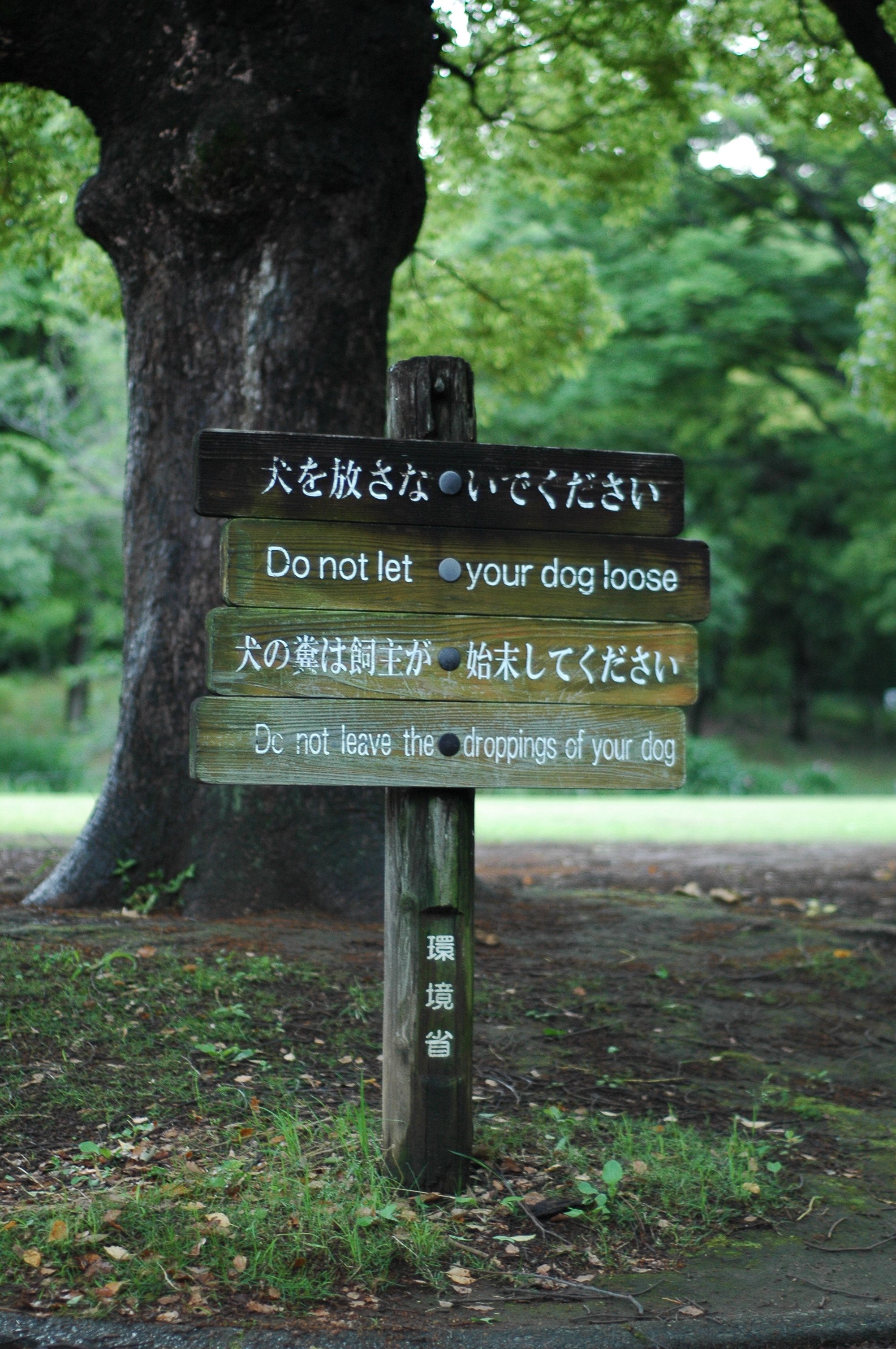 Nikon D70s スナップ実写レビュー2025｜Lbire