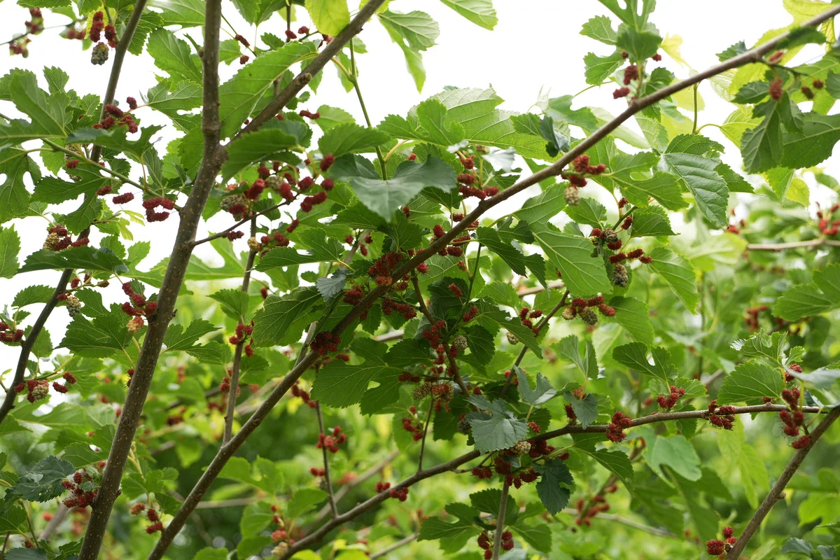 食べれる草 #40 「クワの葉の天ぷら/クワの葉塩」｜わたらい