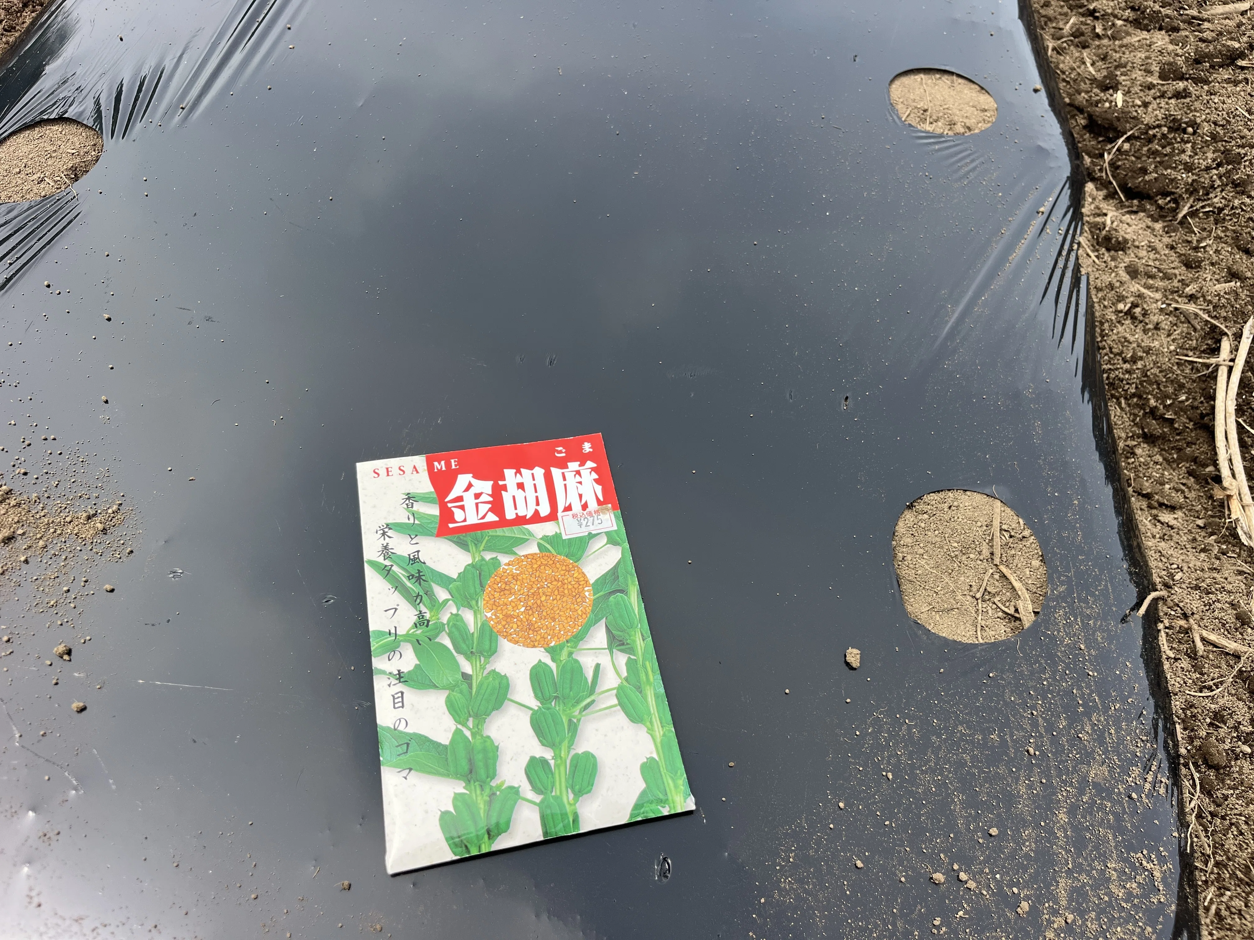 ネギ追肥土寄せ、ゴマ種まき〜地獄のマルチ剥がし2~25/06/02