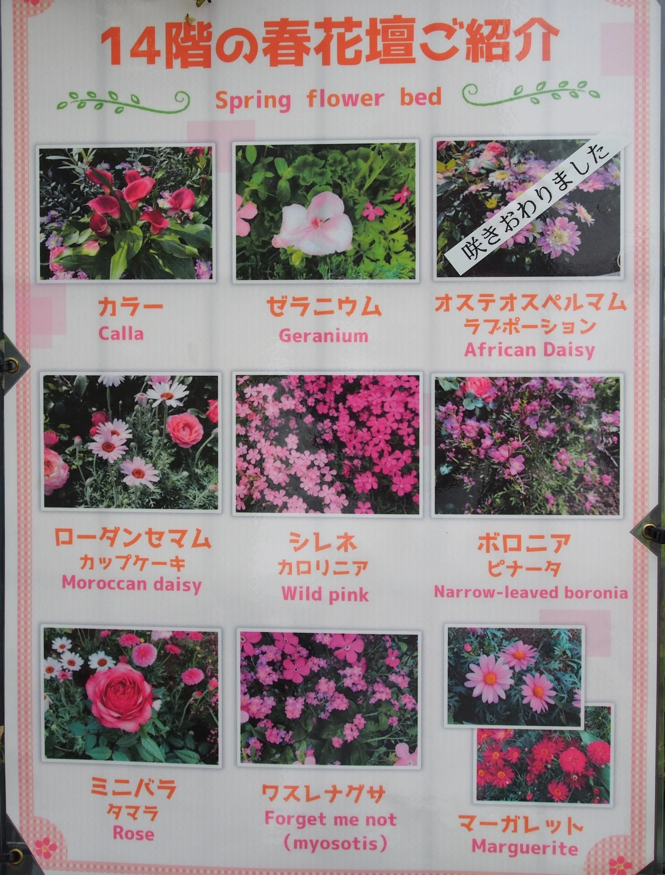 花卉圖14 大阪駅 天空の農園2025年6月1日【14階 季節の花】｜レタス