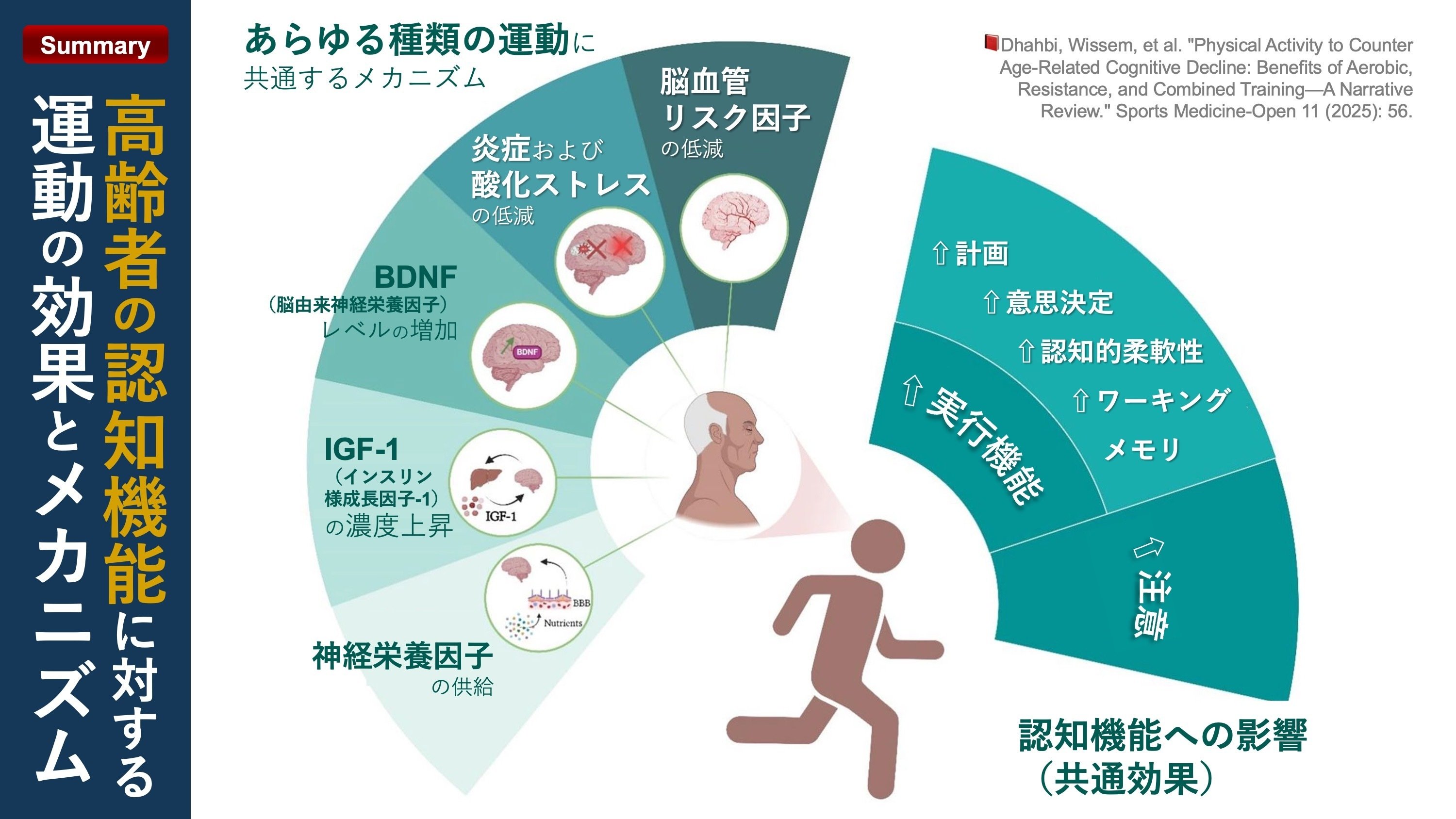 高齢者の認知機能に対する運動の効果とメカニズム｜Super Human