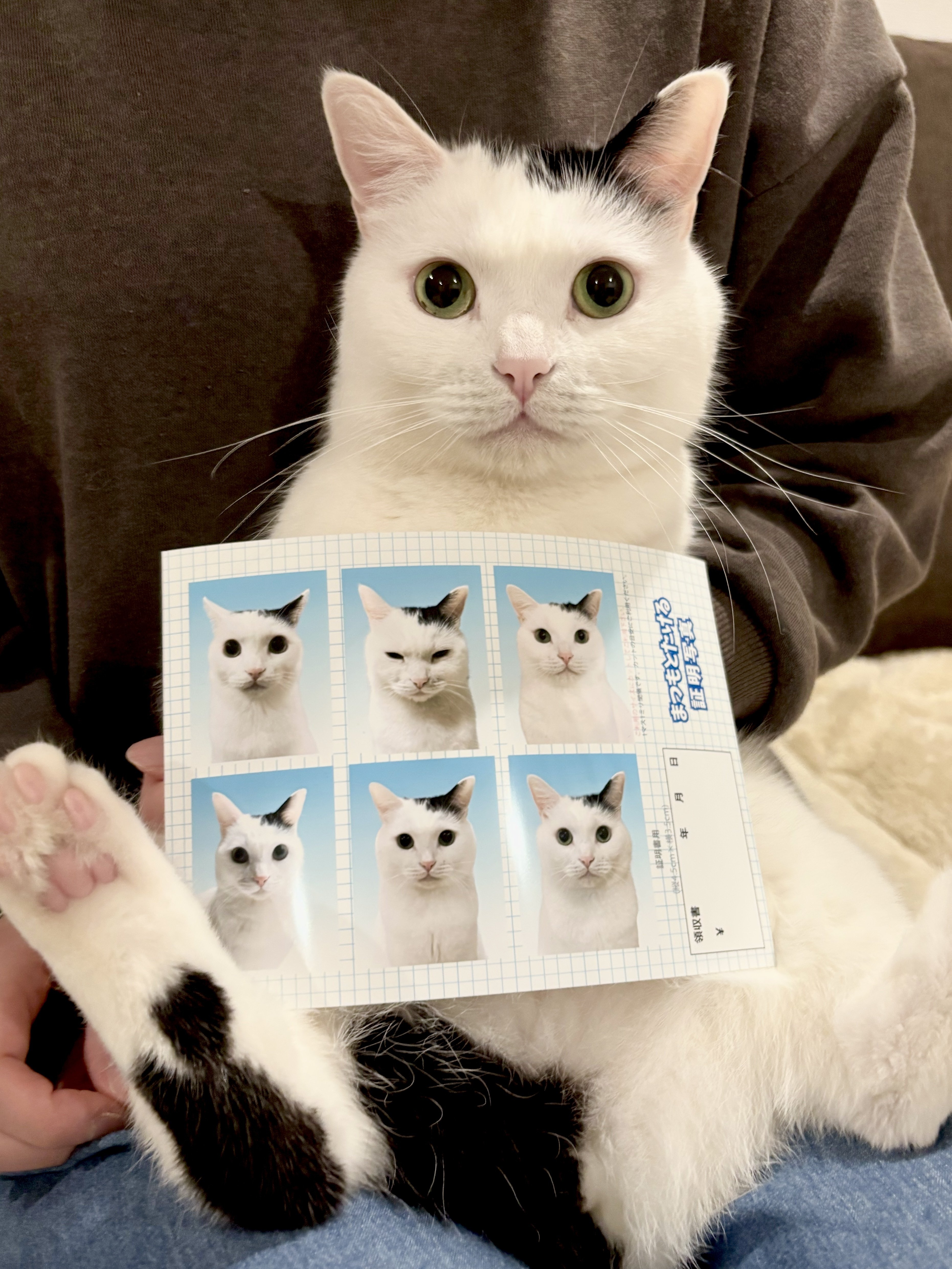 ファミマプリント（ブロマイド・シール）｜販売枚数・売り上げ金額公開