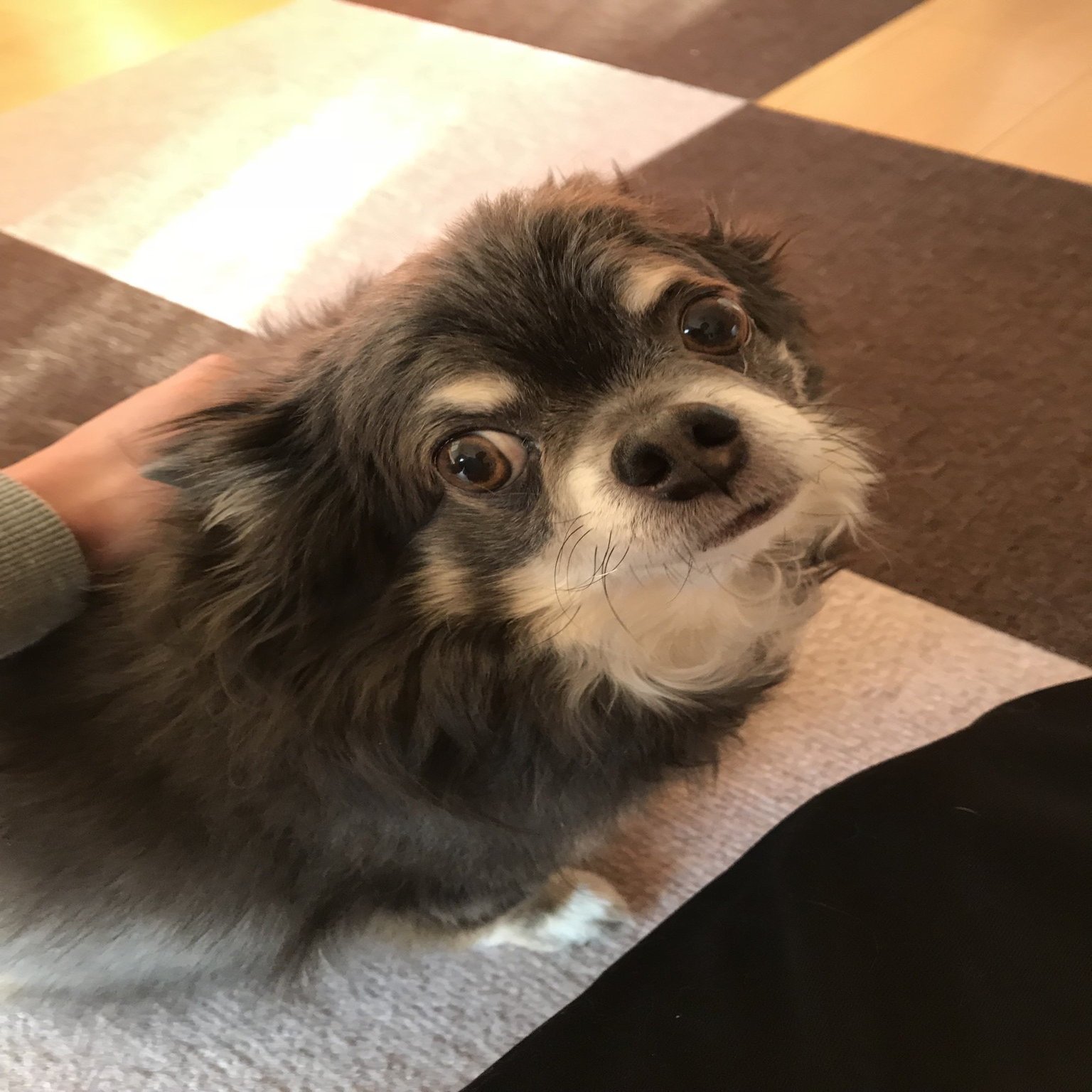 Vol.38｜「うちの犬は、この子だけ」 そばに居るのが当たり前だった愛犬を 忘れたくない｜虹の橋こうさてん, image size:1500x2000