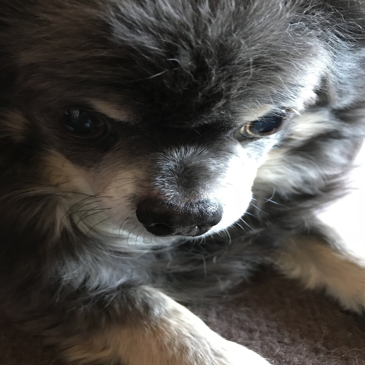 Vol.38｜「うちの犬は、この子だけ」 そばに居るのが当たり前だった愛犬を 忘れたくない｜虹の橋こうさてん, image size:1500x2000