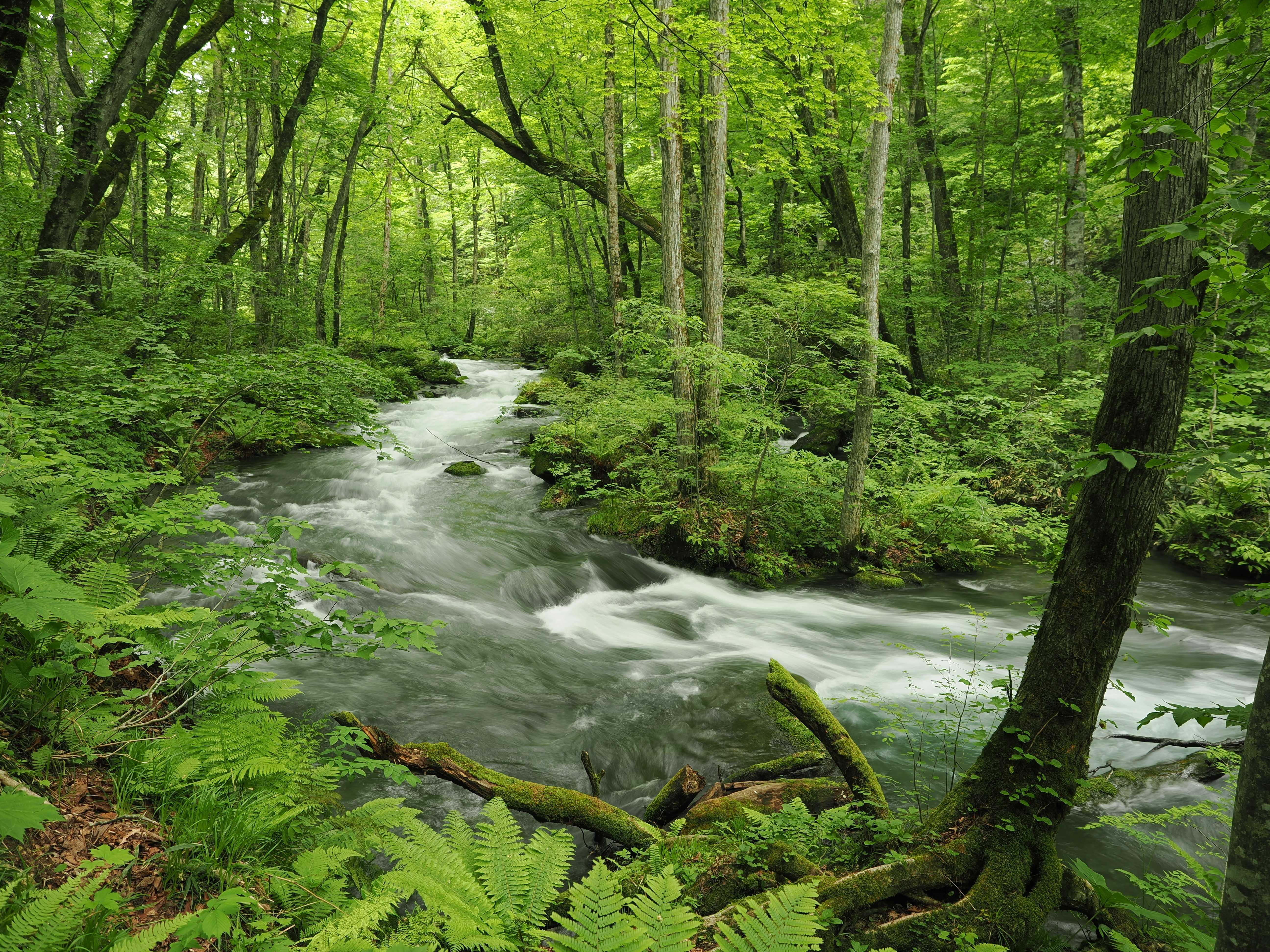 奥入瀬渓流散策 オススメコース 【滝めぐりコース】｜奥入瀬日和@星野