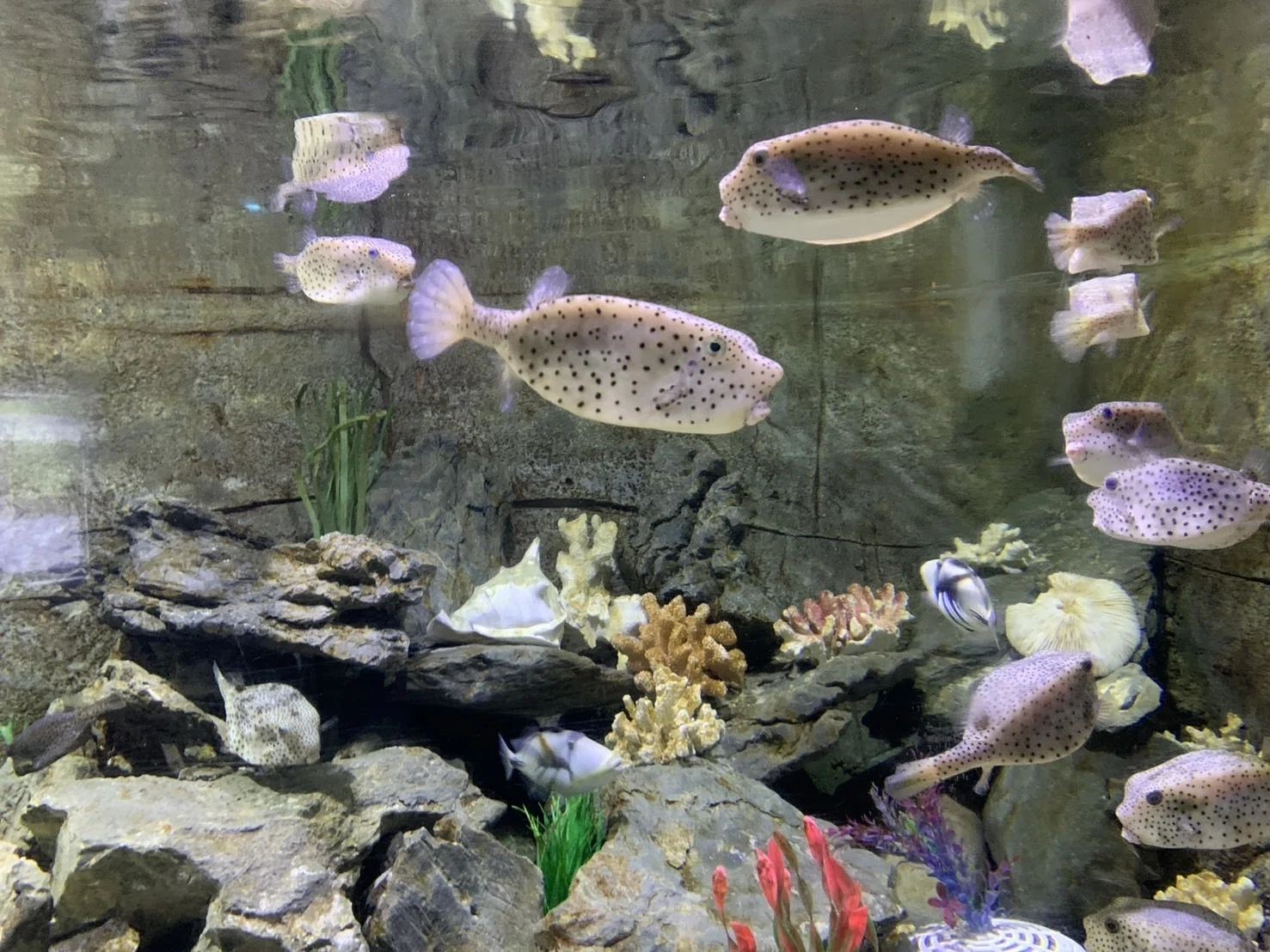 ☆アフリカ淡水フグ☆ テトラオドン・ショウテデニー（±5~6㎝）2匹 