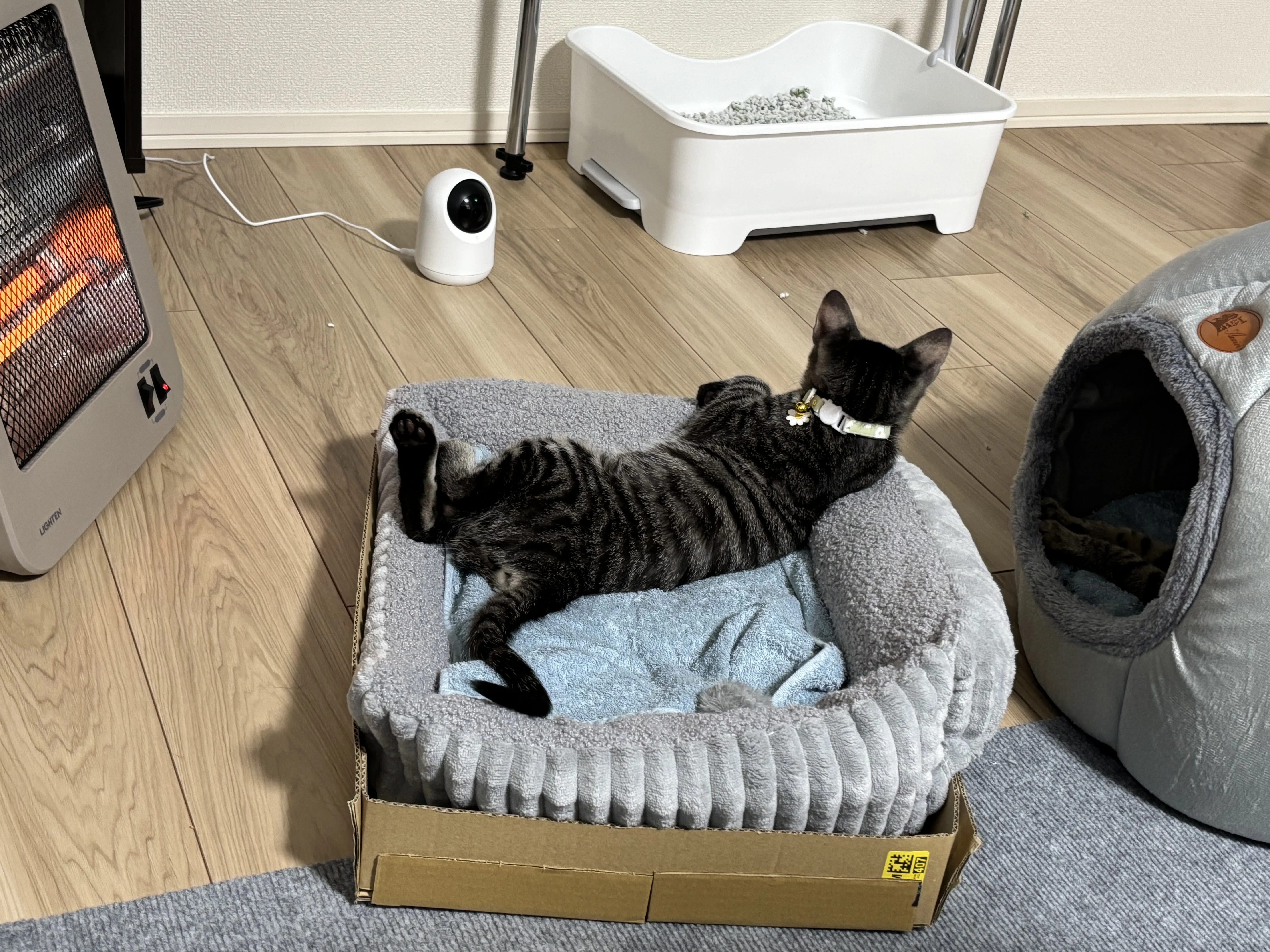 思わず二度見！猫を飼って初めて知った「変な寝相」の無限パターン