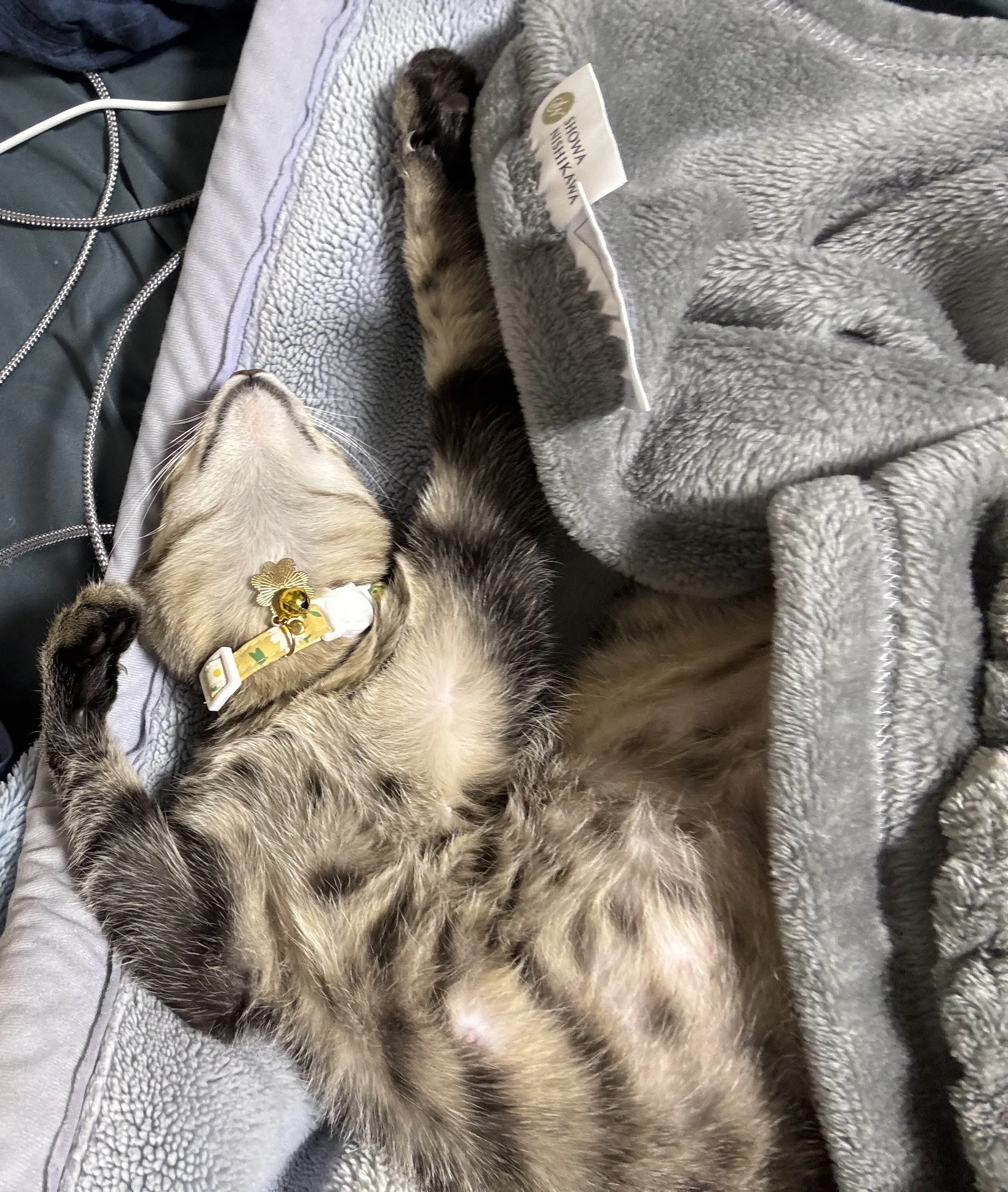 思わず二度見！猫を飼って初めて知った「変な寝相」の無限パターン